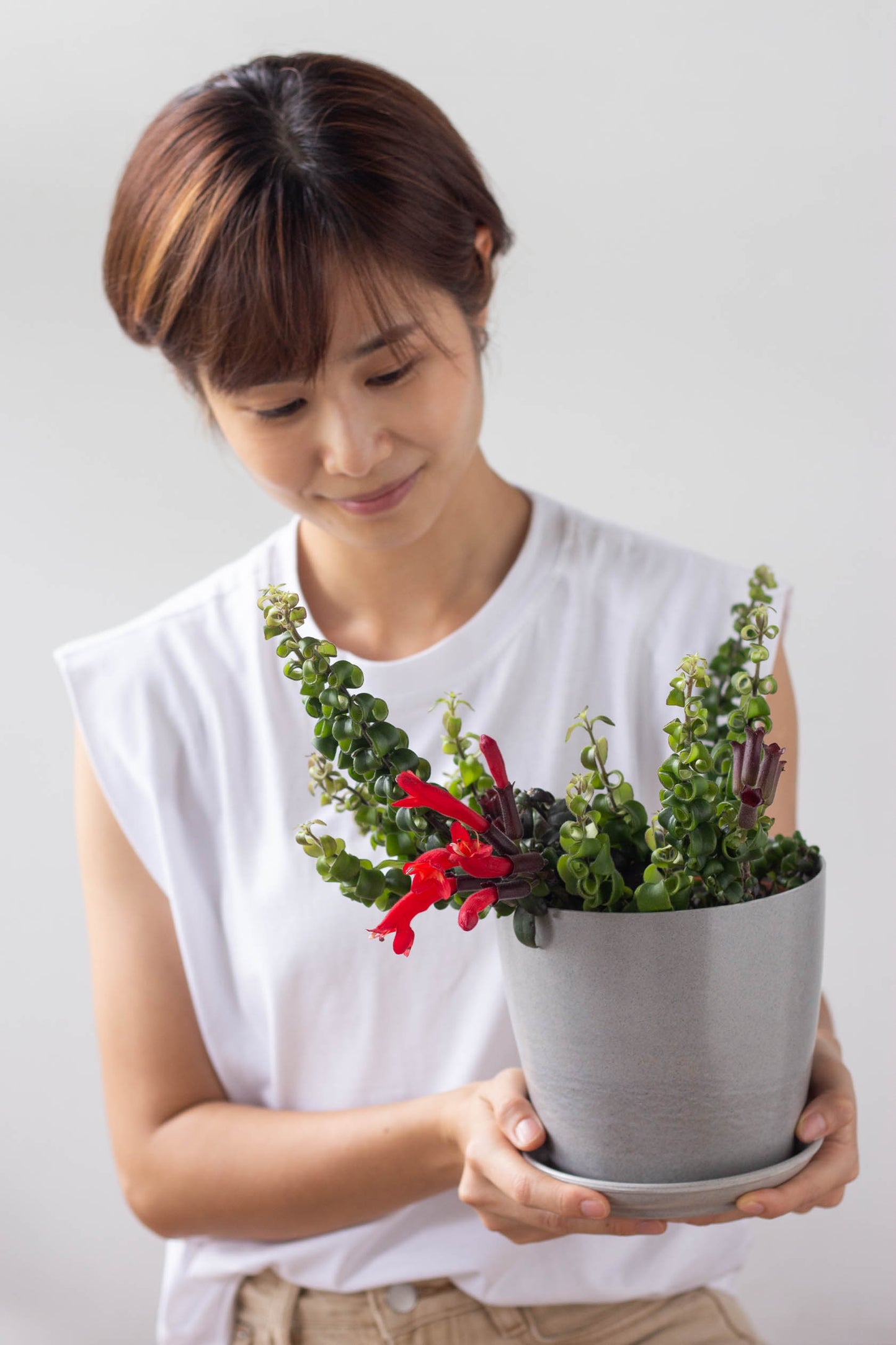 Lipstick Plant