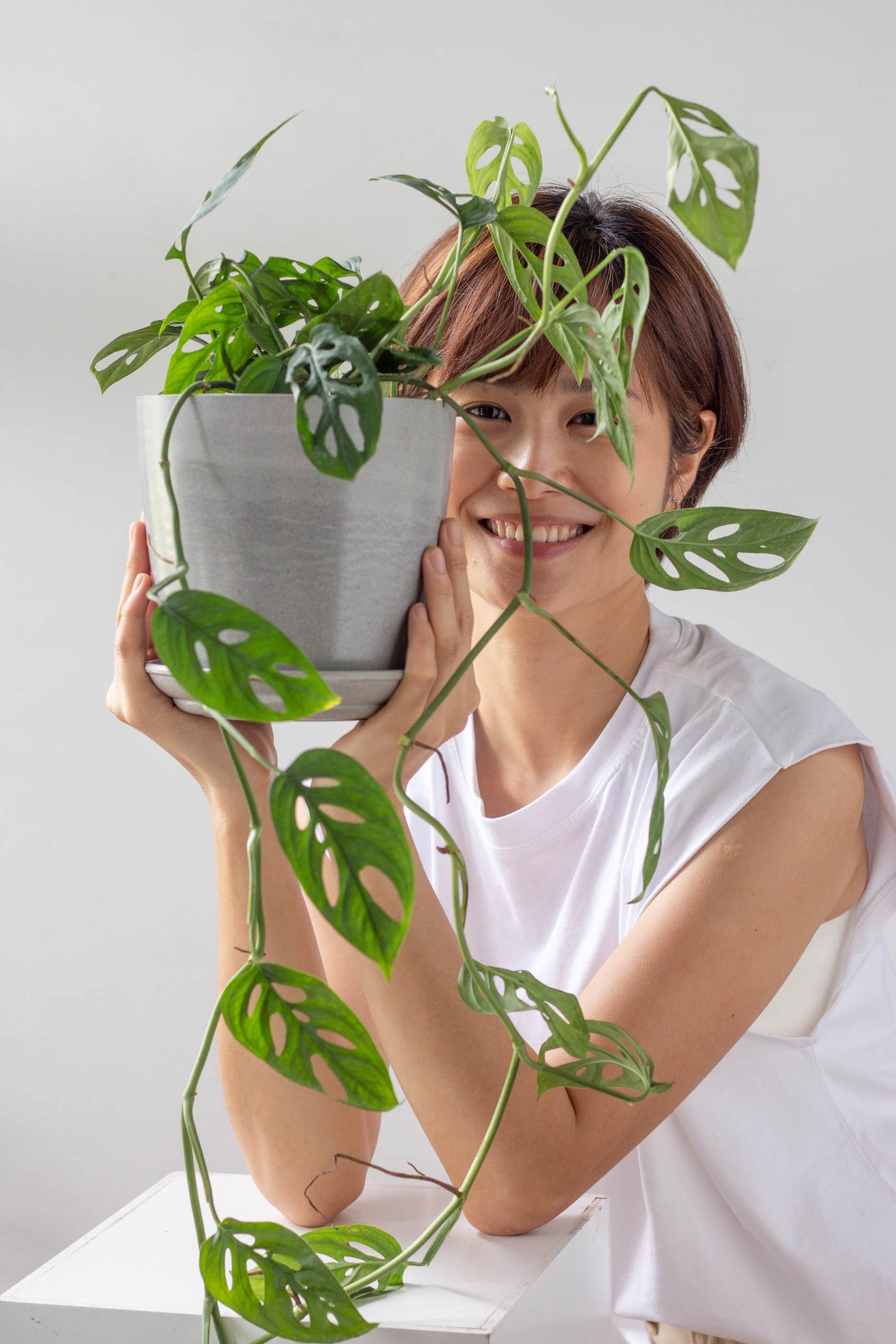 Monstera Acuminata
