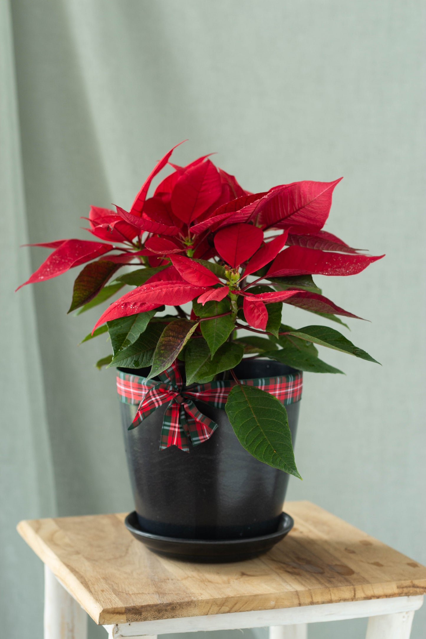 Red Poinsettia