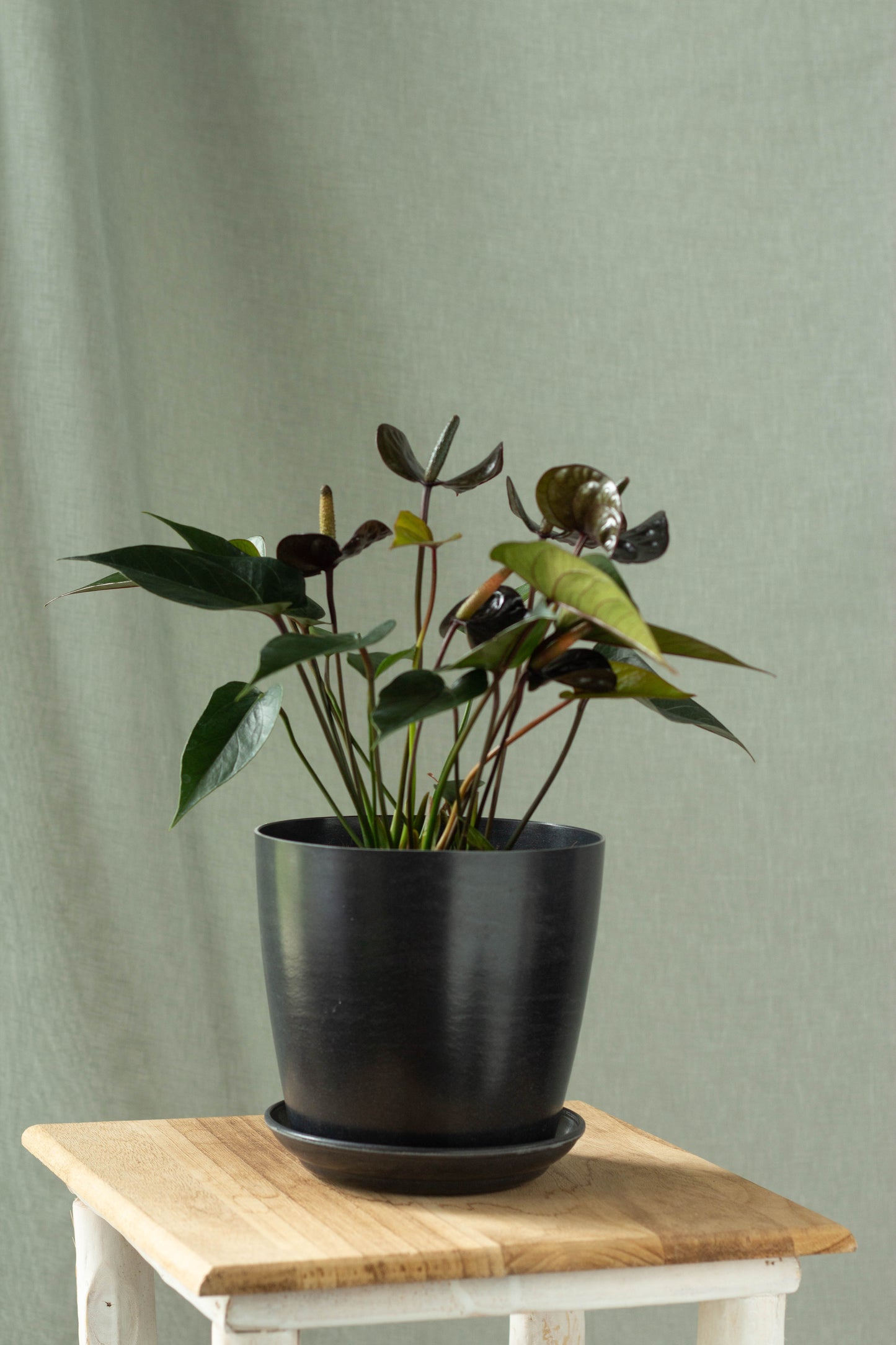 Anthurium Black Love
