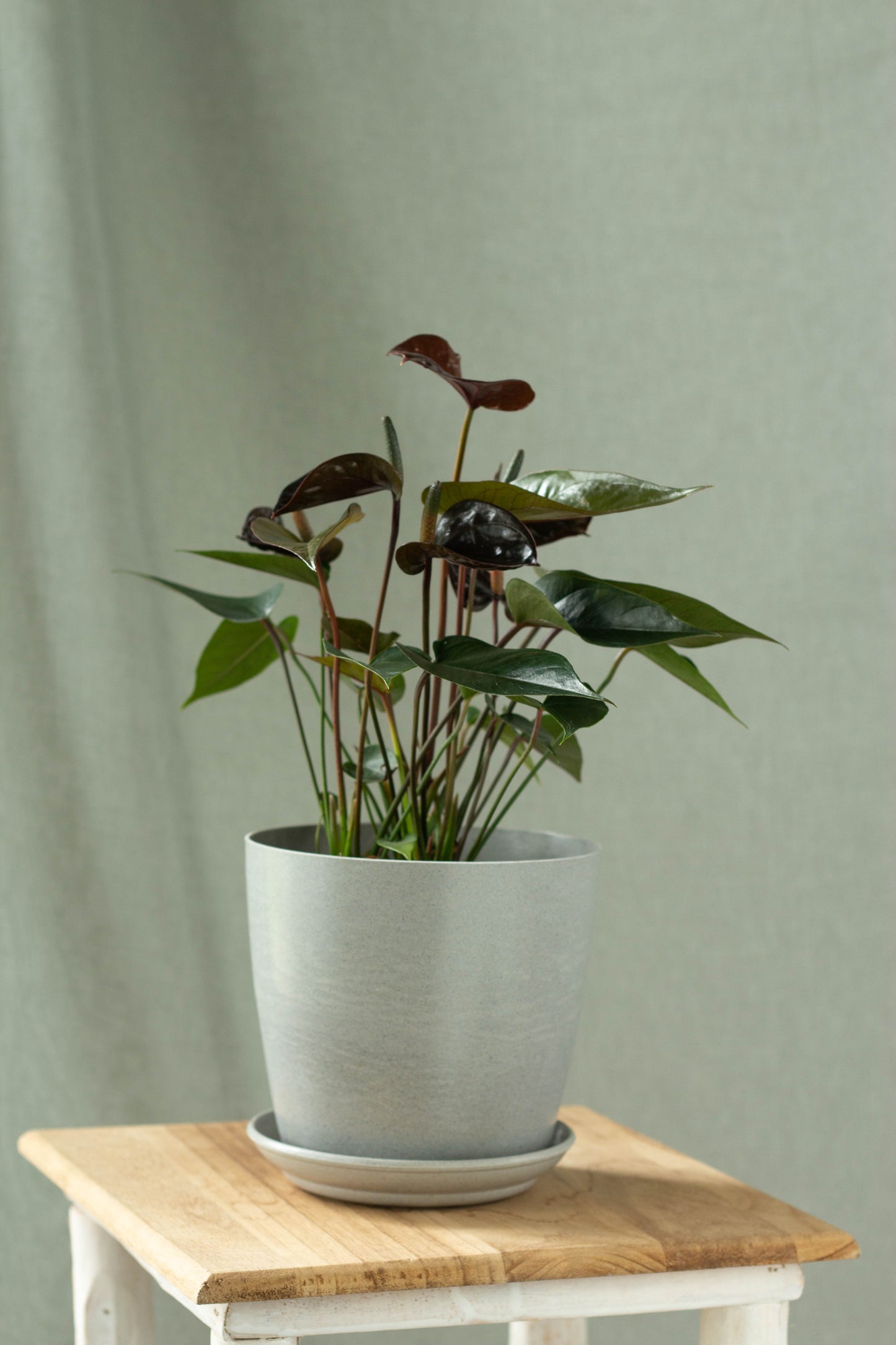 Anthurium Black Love