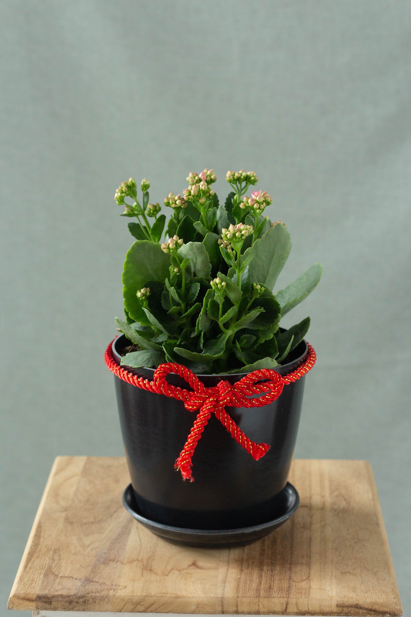 Kalanchoe