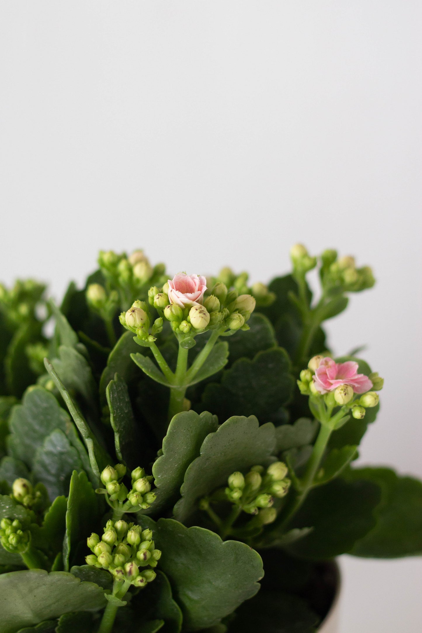 Kalanchoe