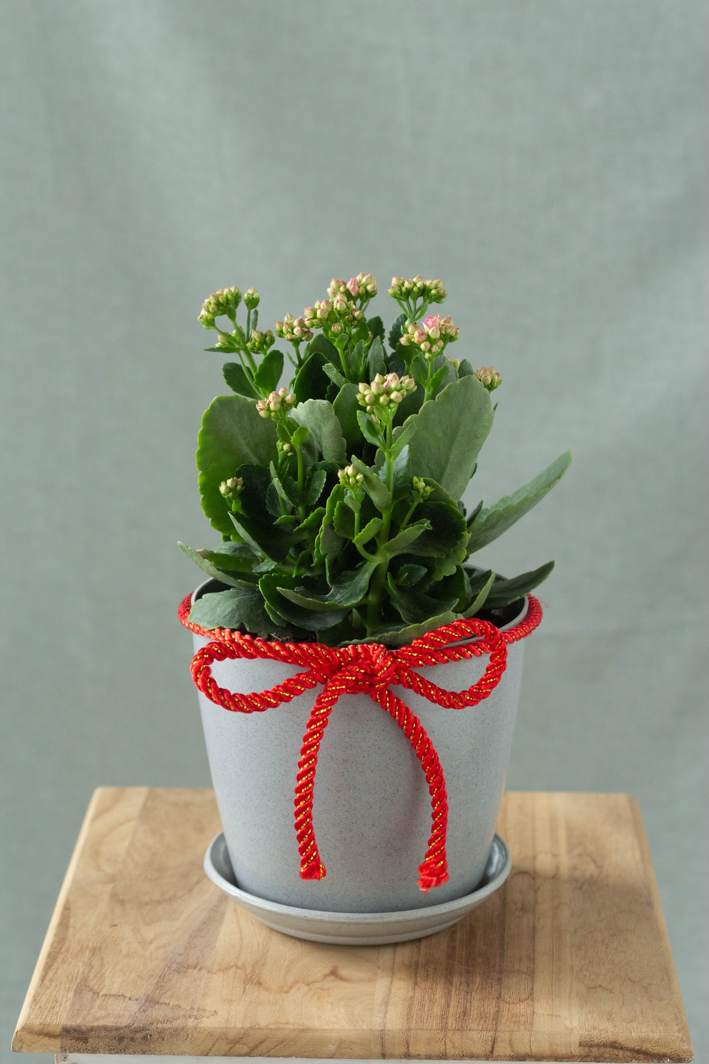 Kalanchoe