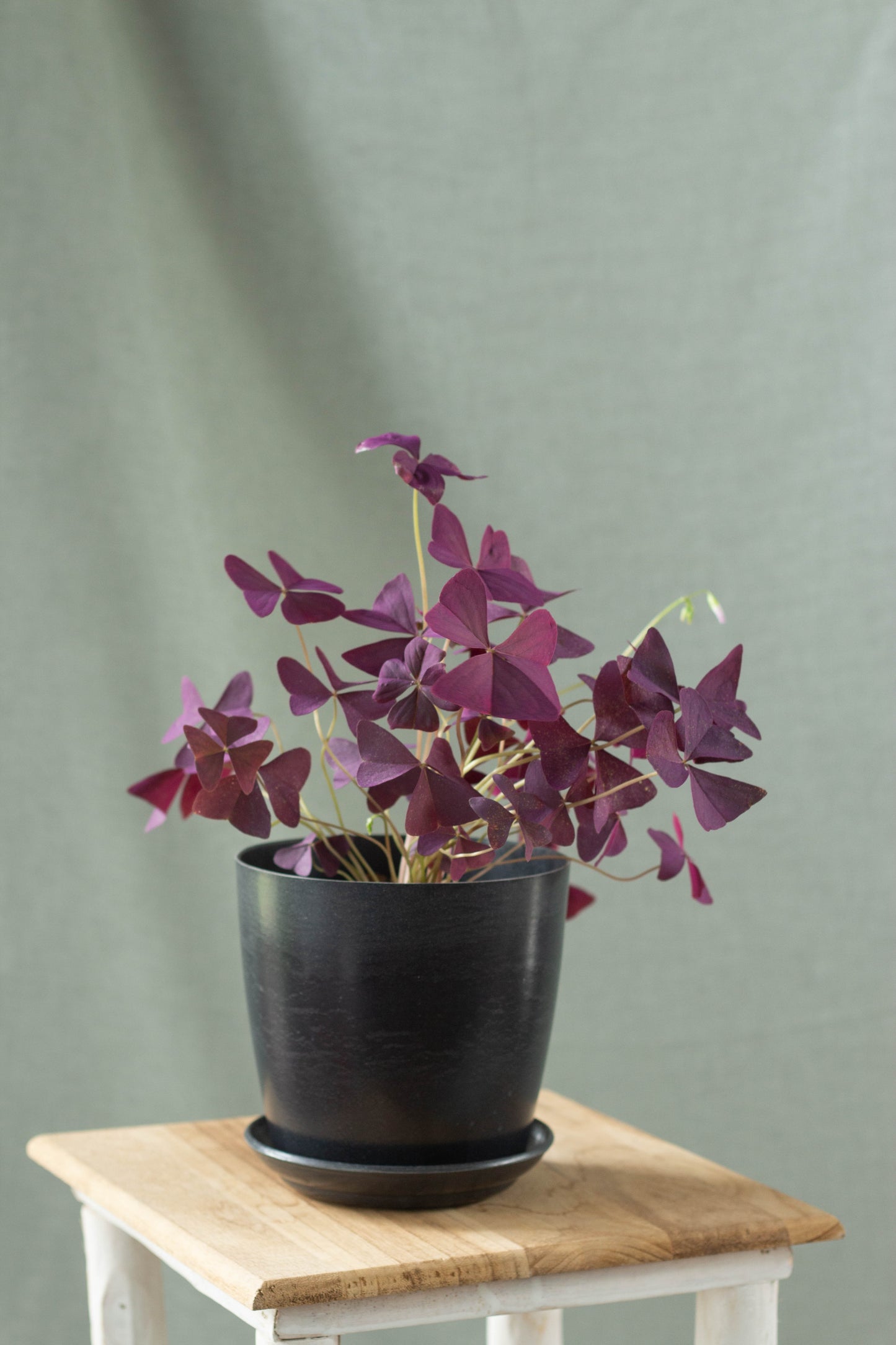 Oxalis Triangularis
