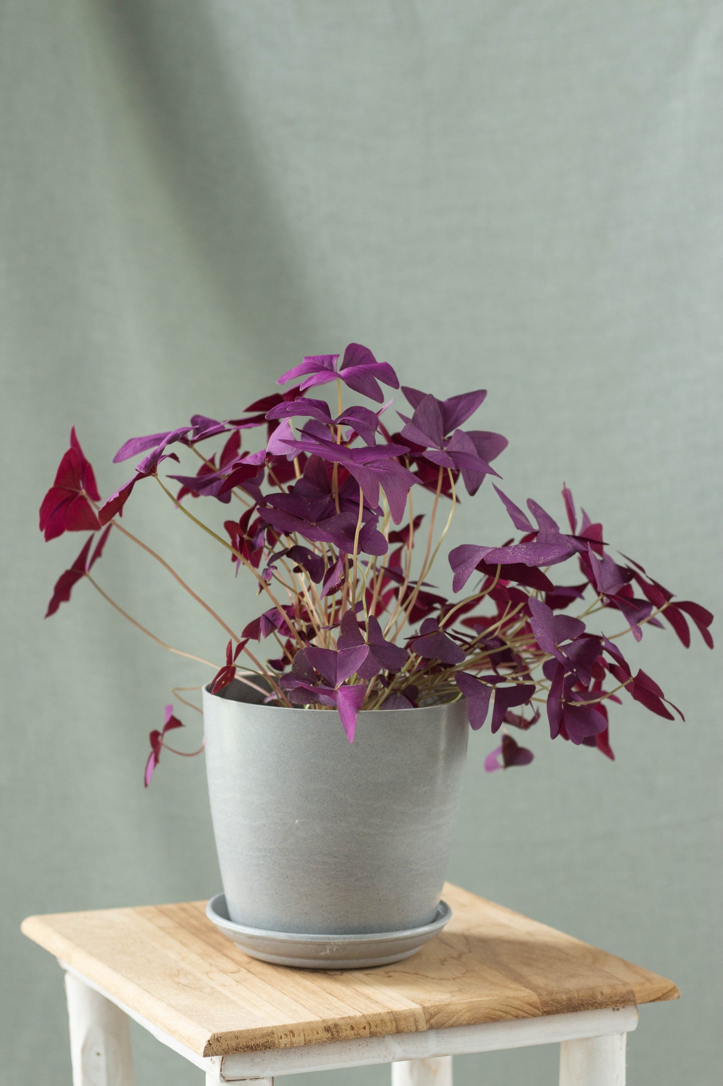 Oxalis Triangularis