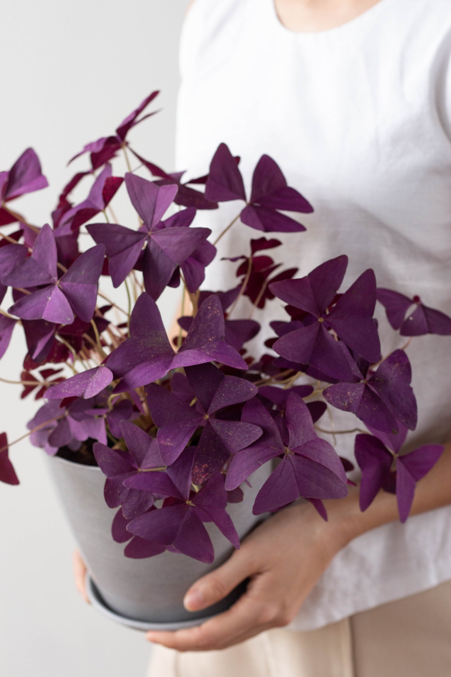 Oxalis Triangularis