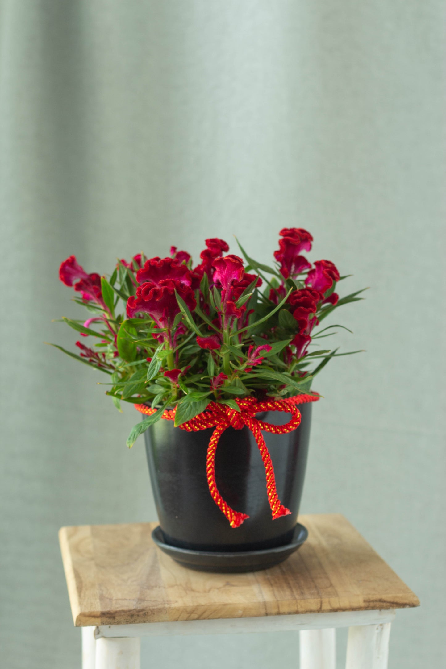 Cockscomb Flower