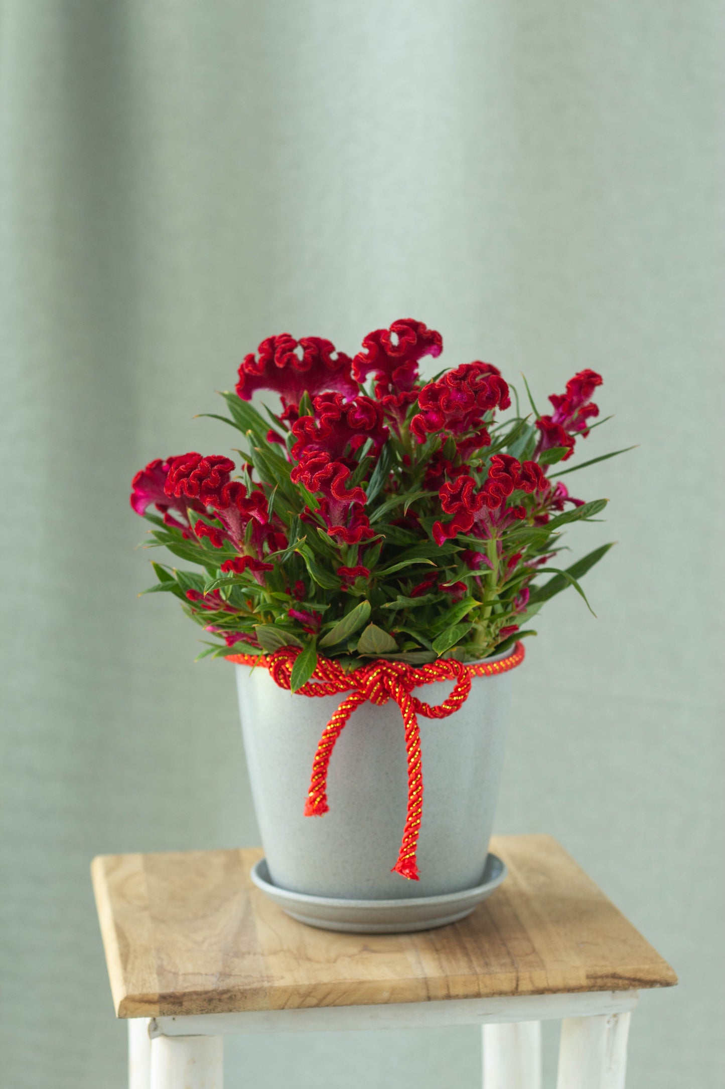 Cockscomb Flower