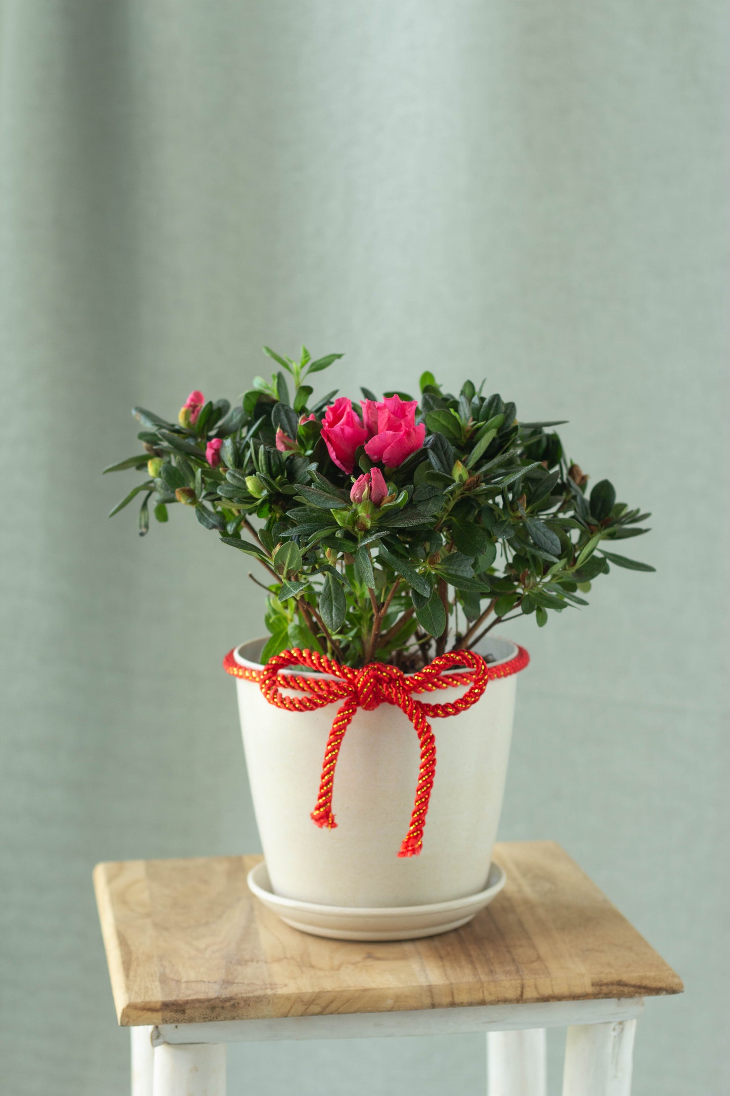 Azalea