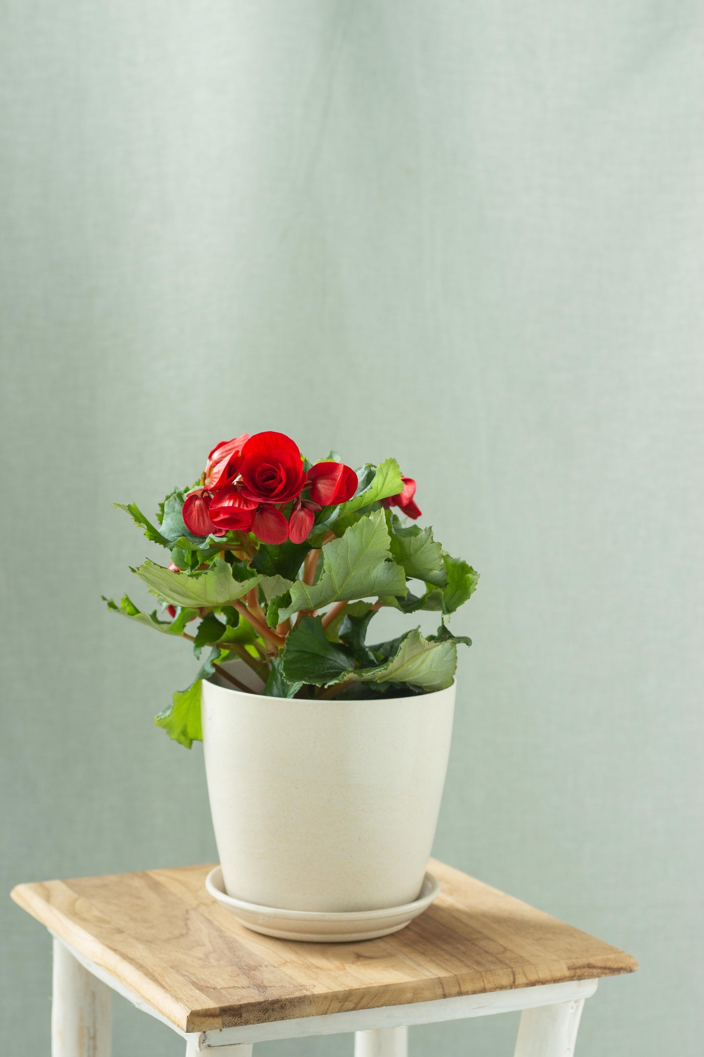 Begonia Rose
