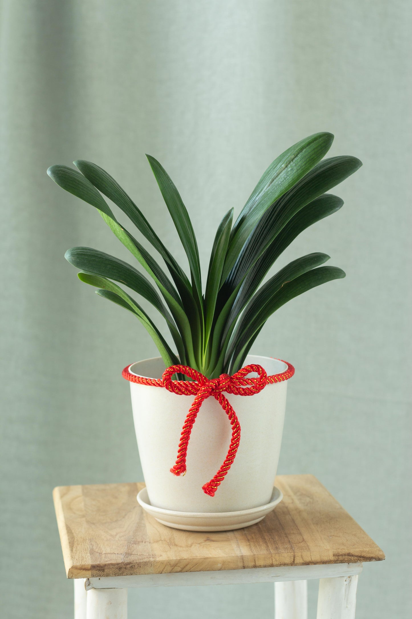 Clivia Lily