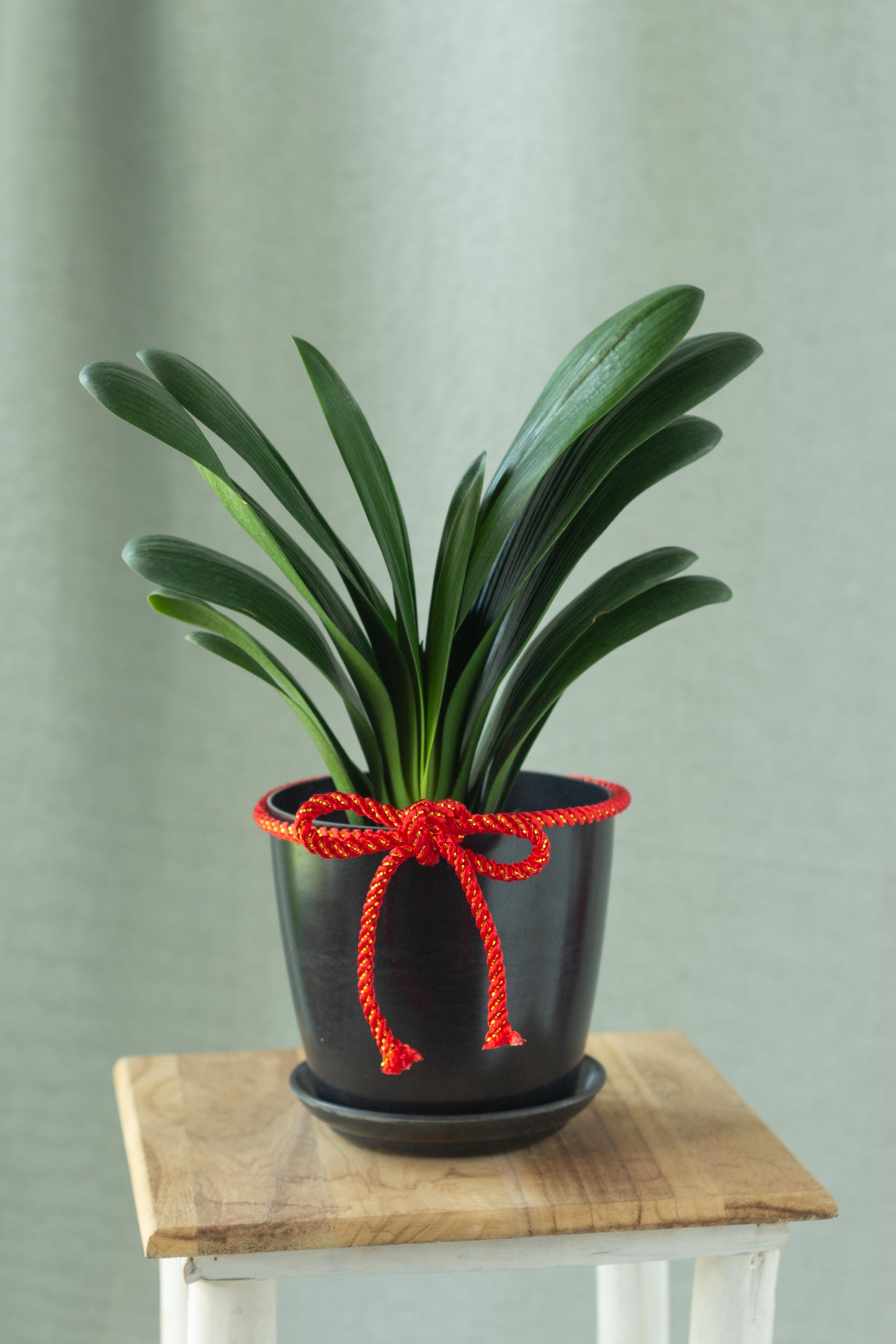 Clivia Lily