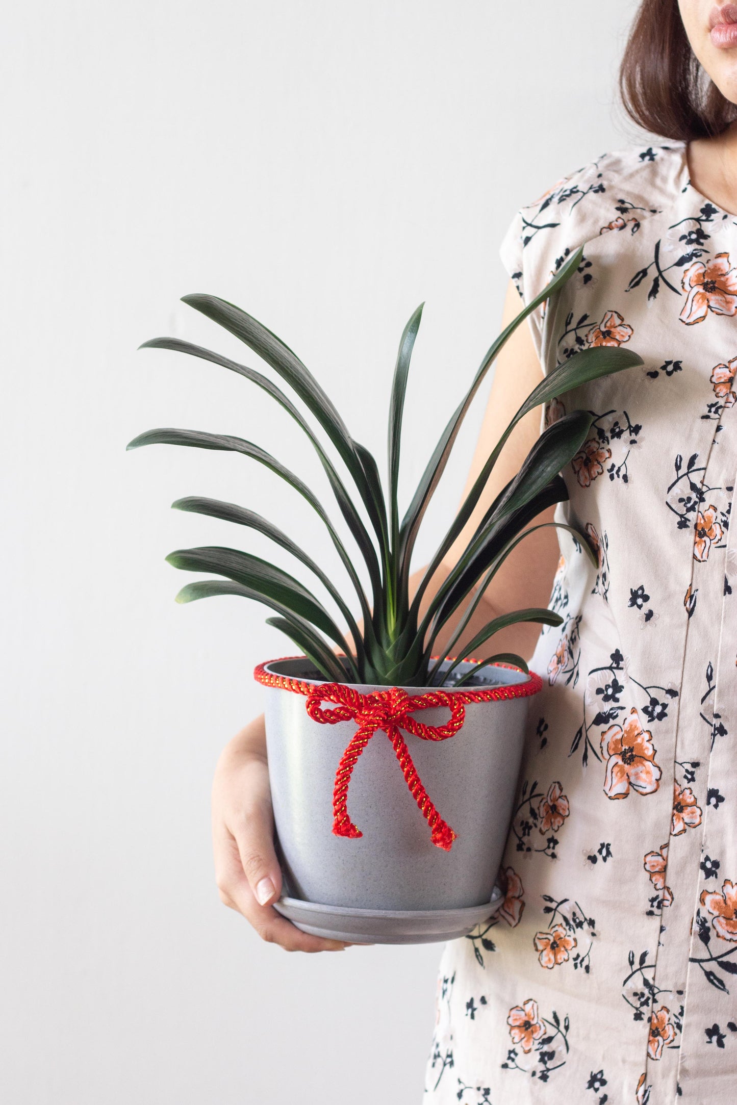 Clivia Lily