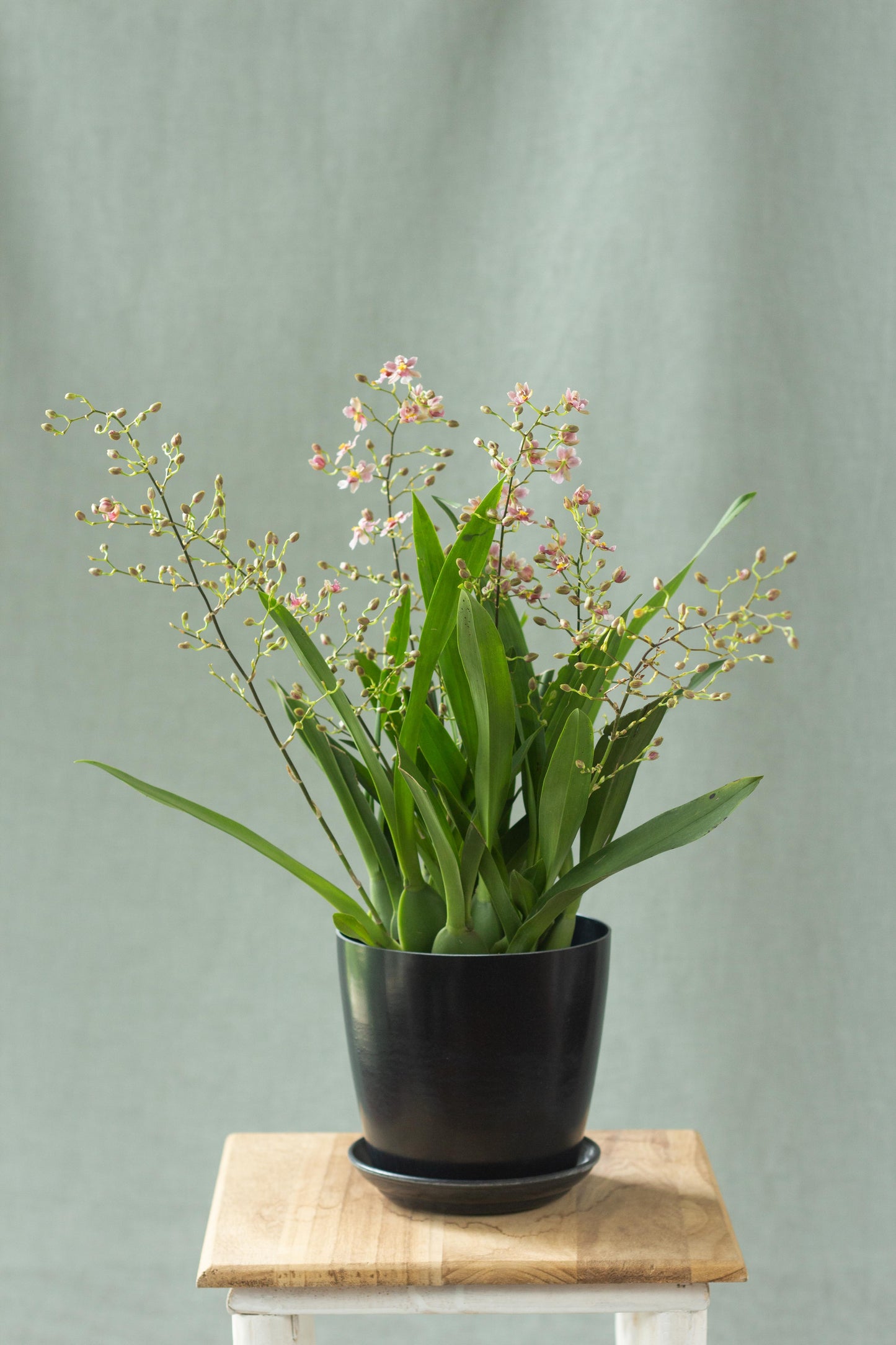 Oncidium Orchid