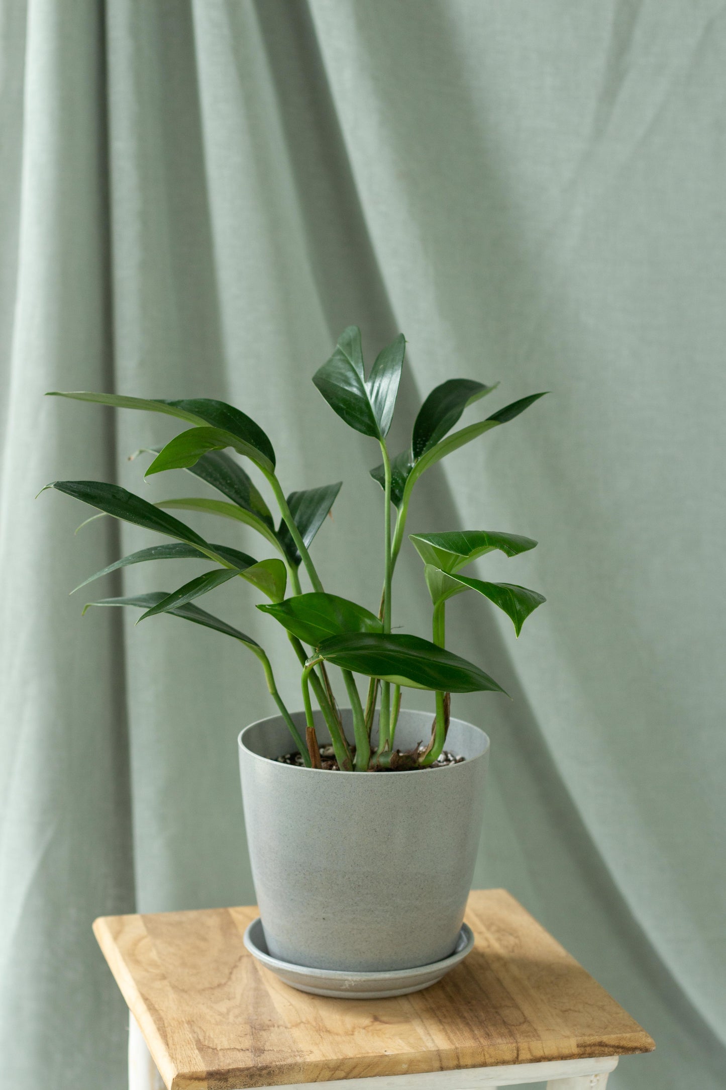 Rhaphidophora Decursiva