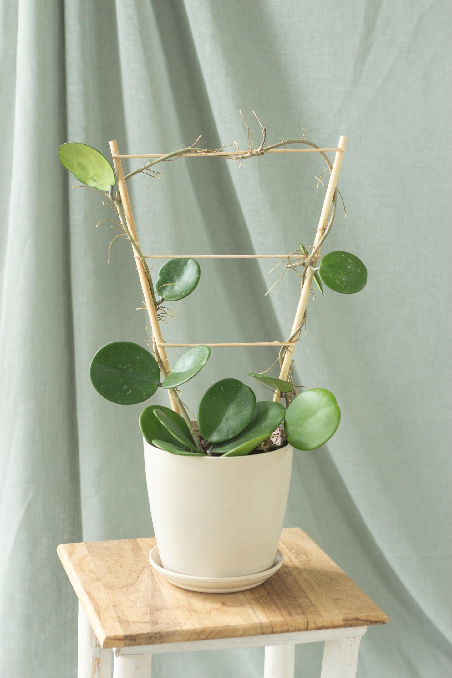 Hoya Obovata
