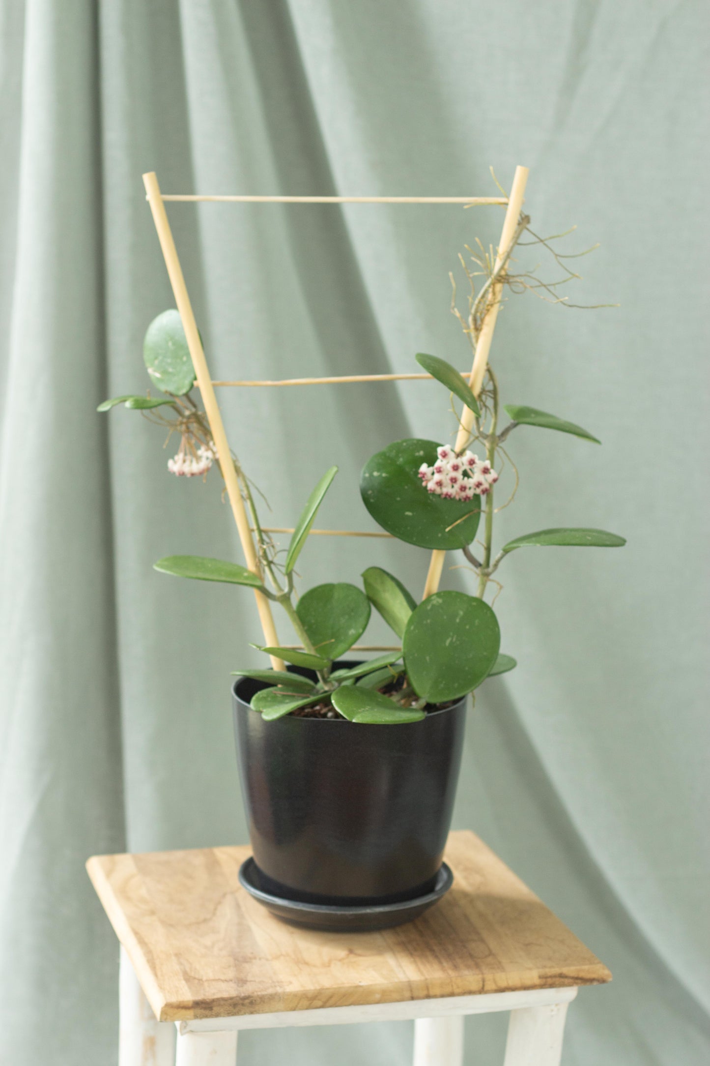 Hoya Obovata