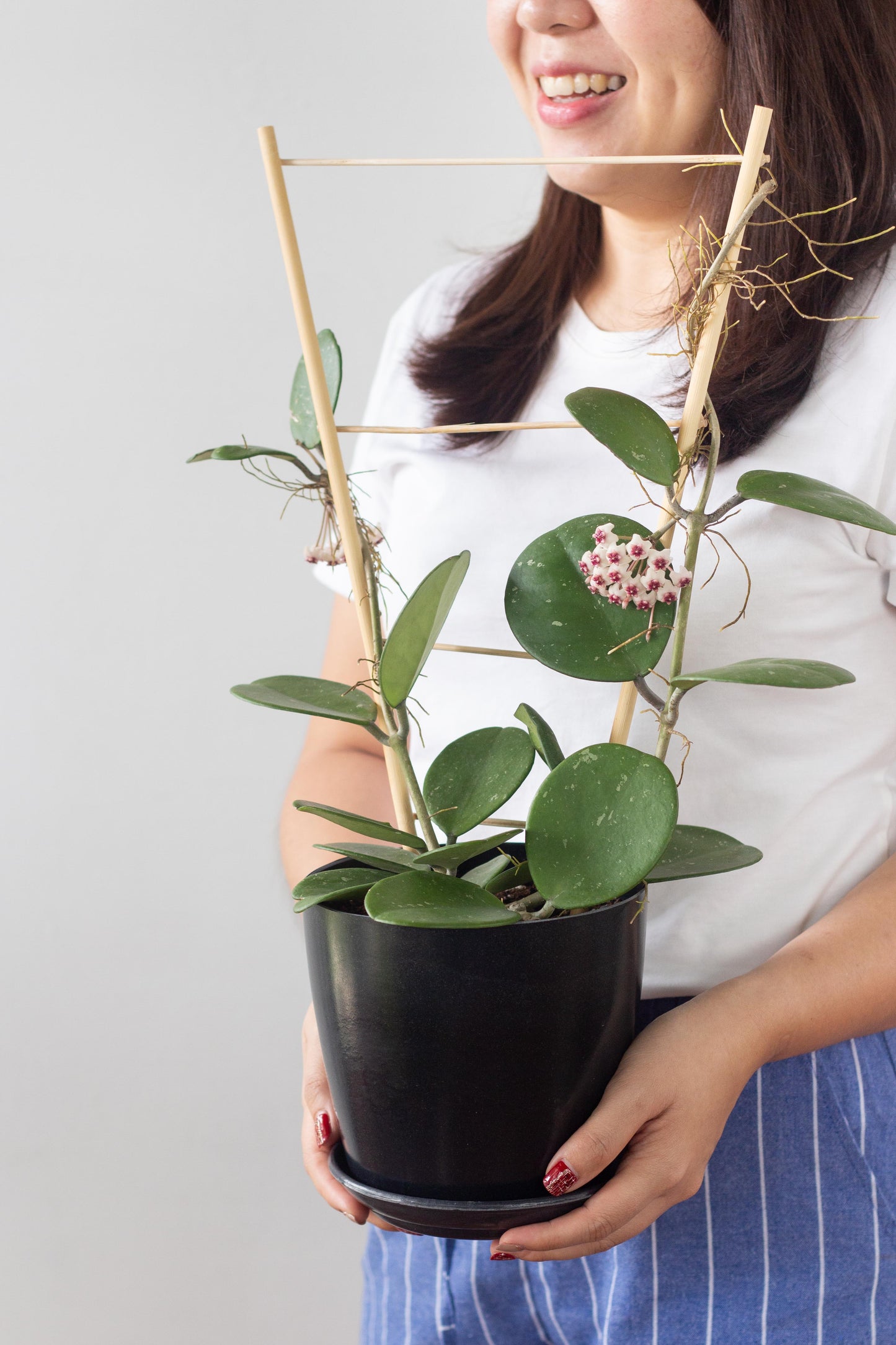 Hoya Obovata