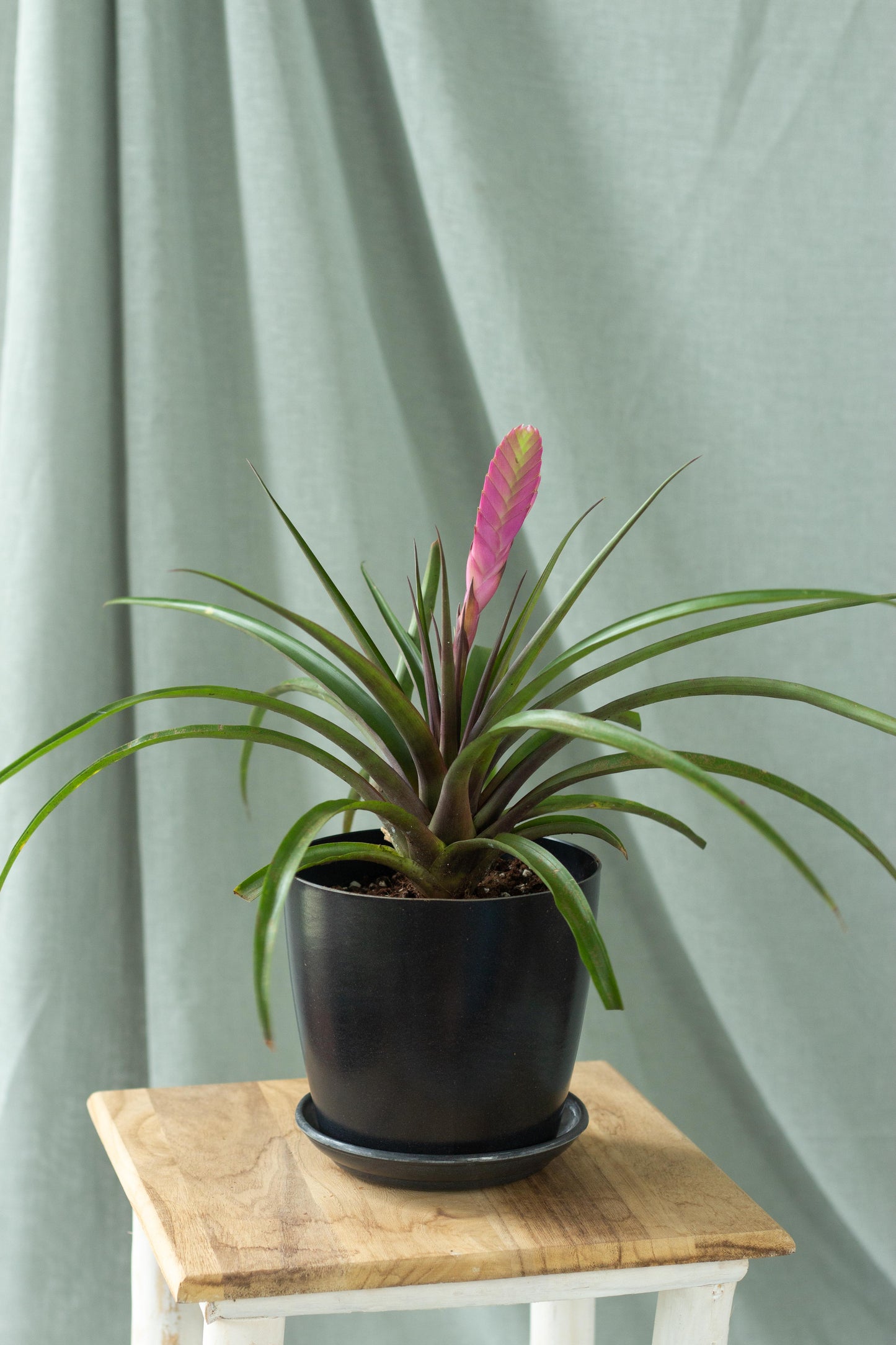 Tillandsia Cyanea