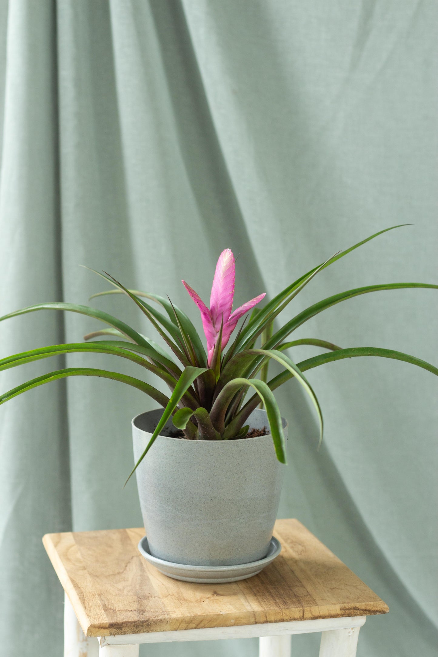 Tillandsia Cyanea