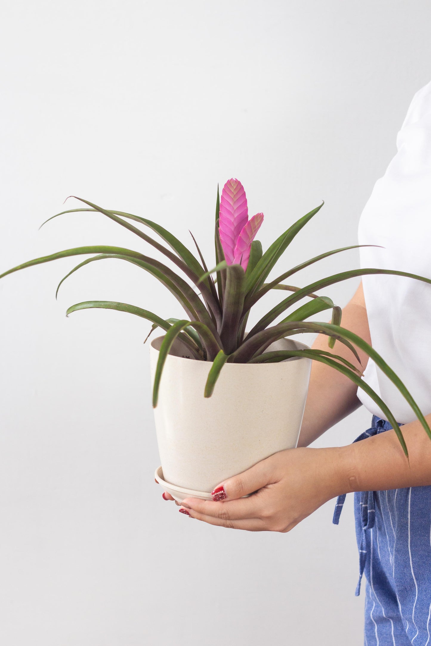 Tillandsia Cyanea