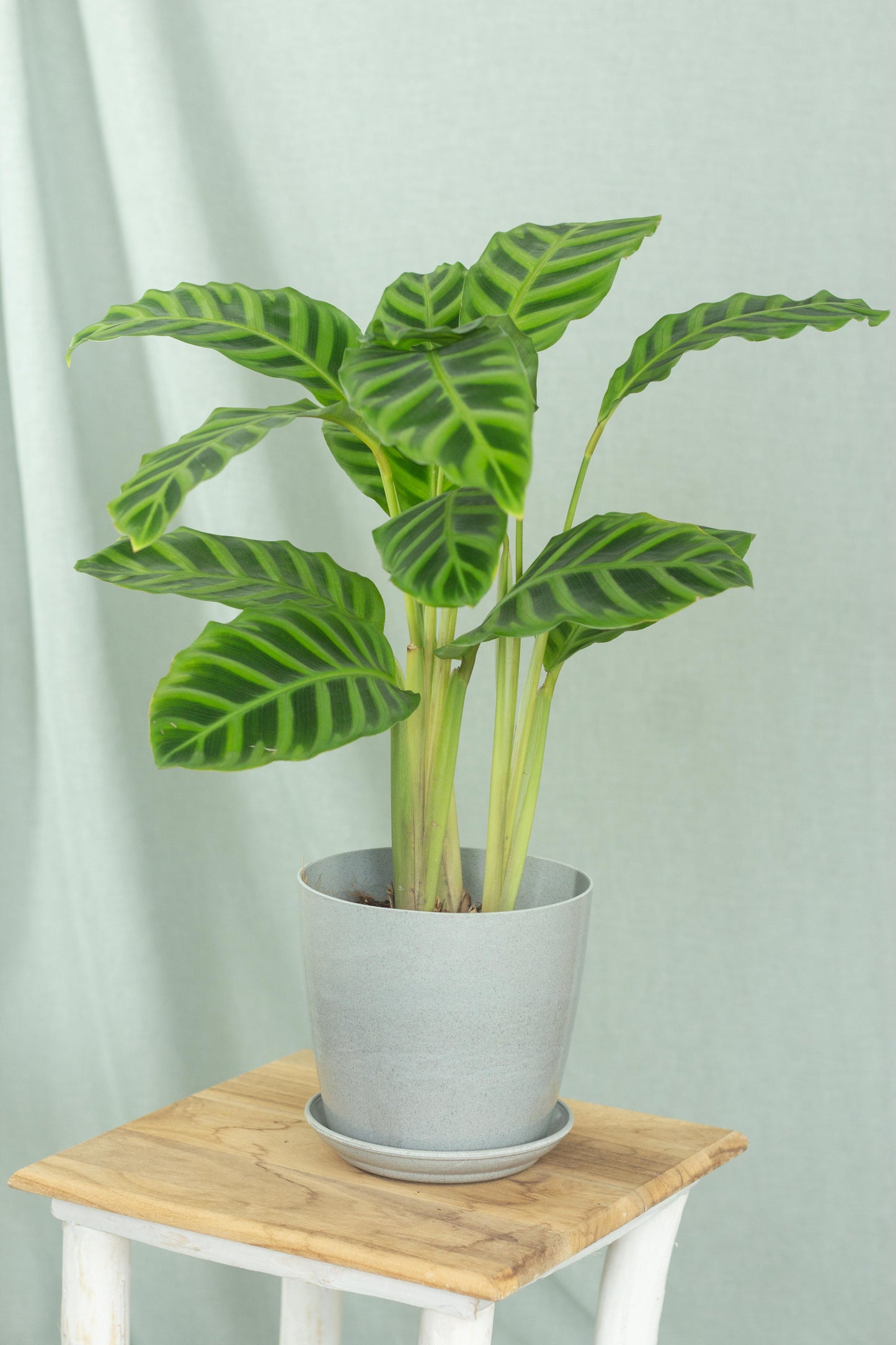Calathea Zebrina