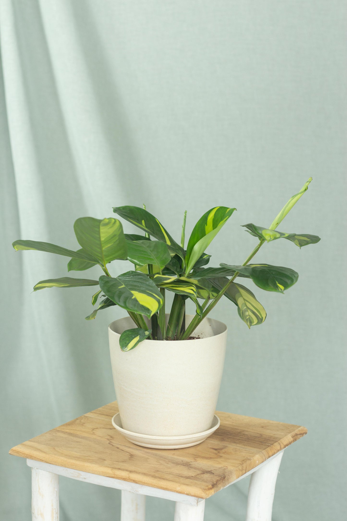 Ctenanthe Lubbersiana