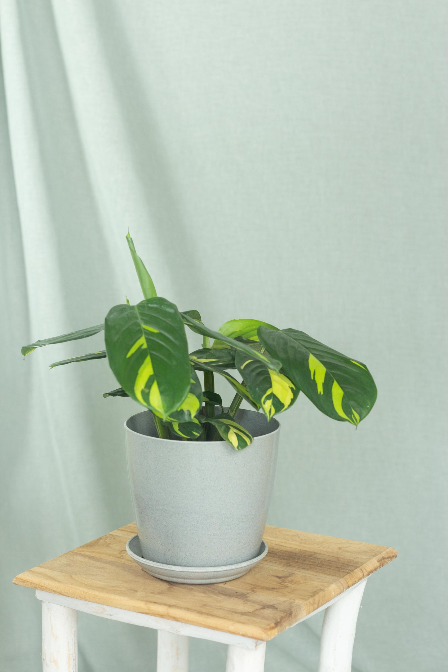 Ctenanthe Lubbersiana
