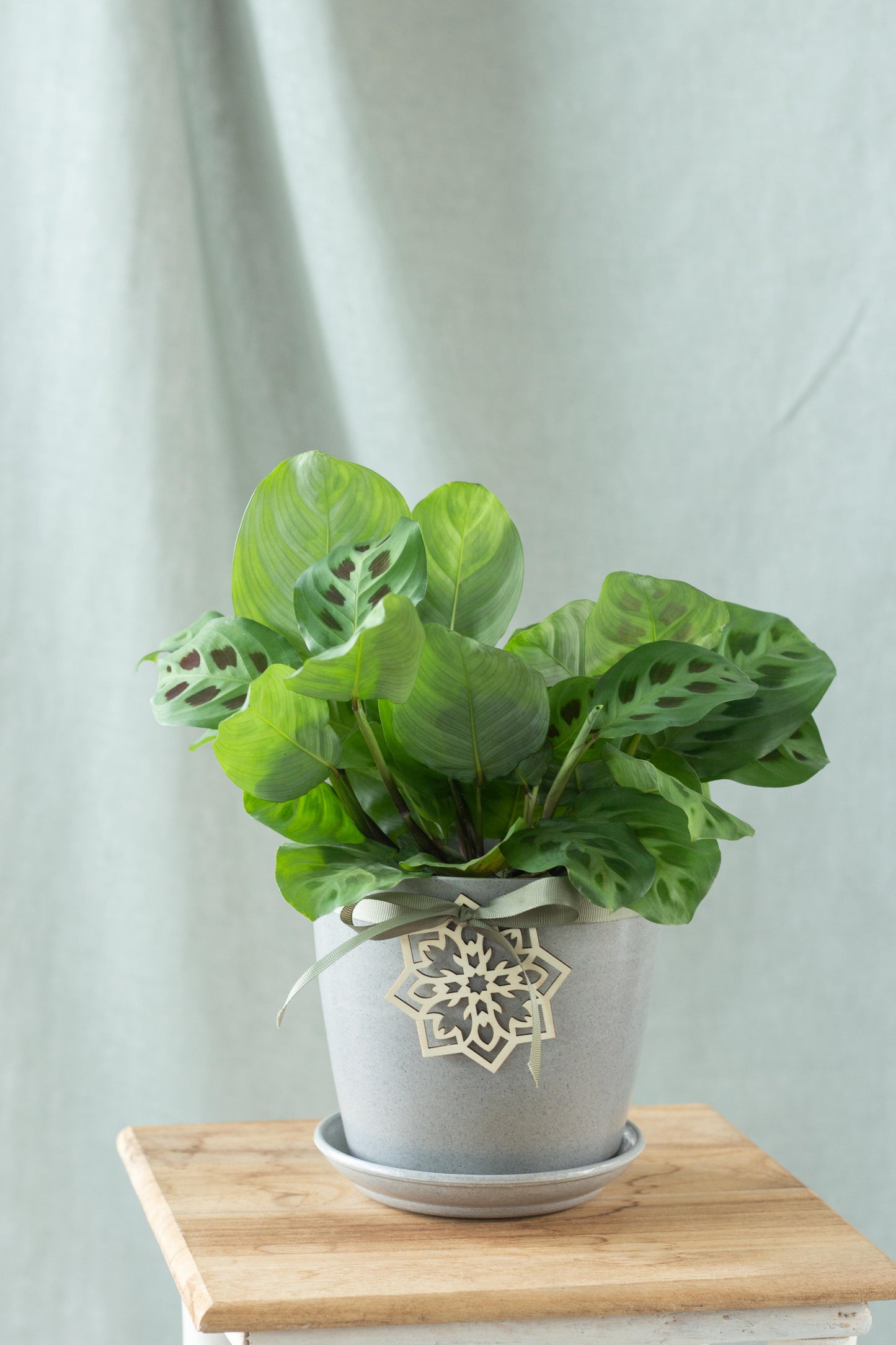 Maranta Leuconeura Kerchoveana