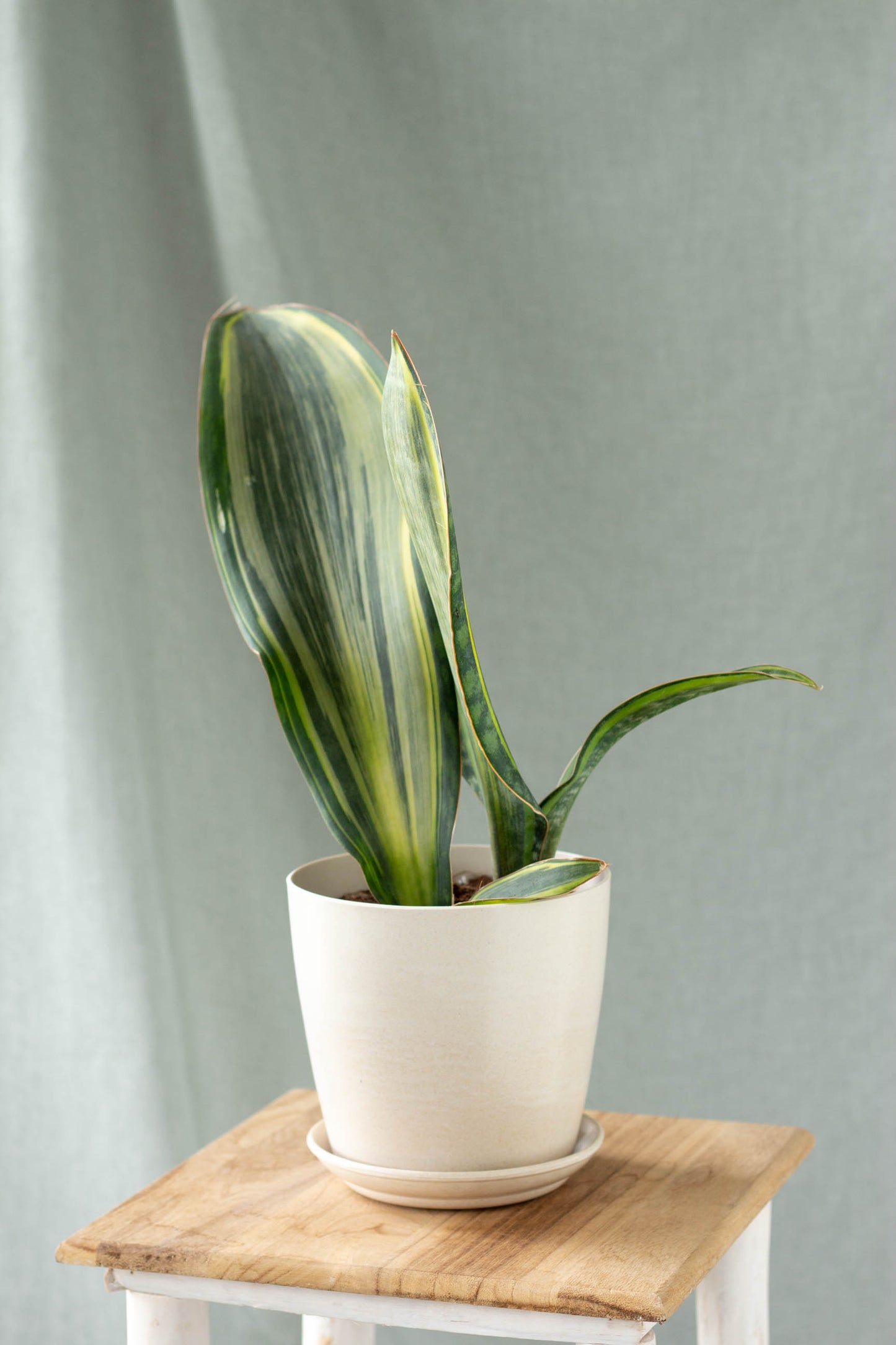 Sansevieria Masoniana Variegata