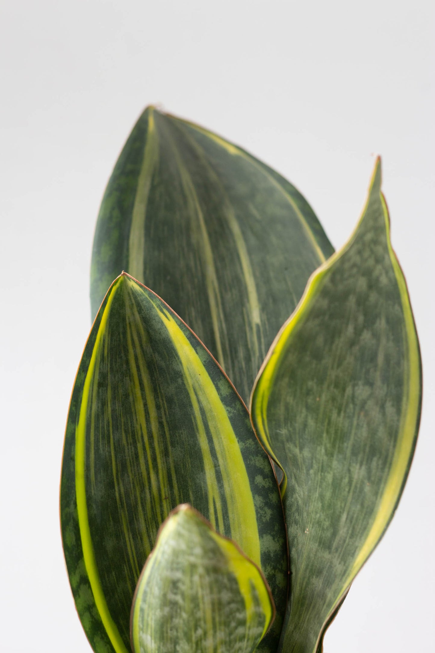 Sansevieria Masoniana Variegata