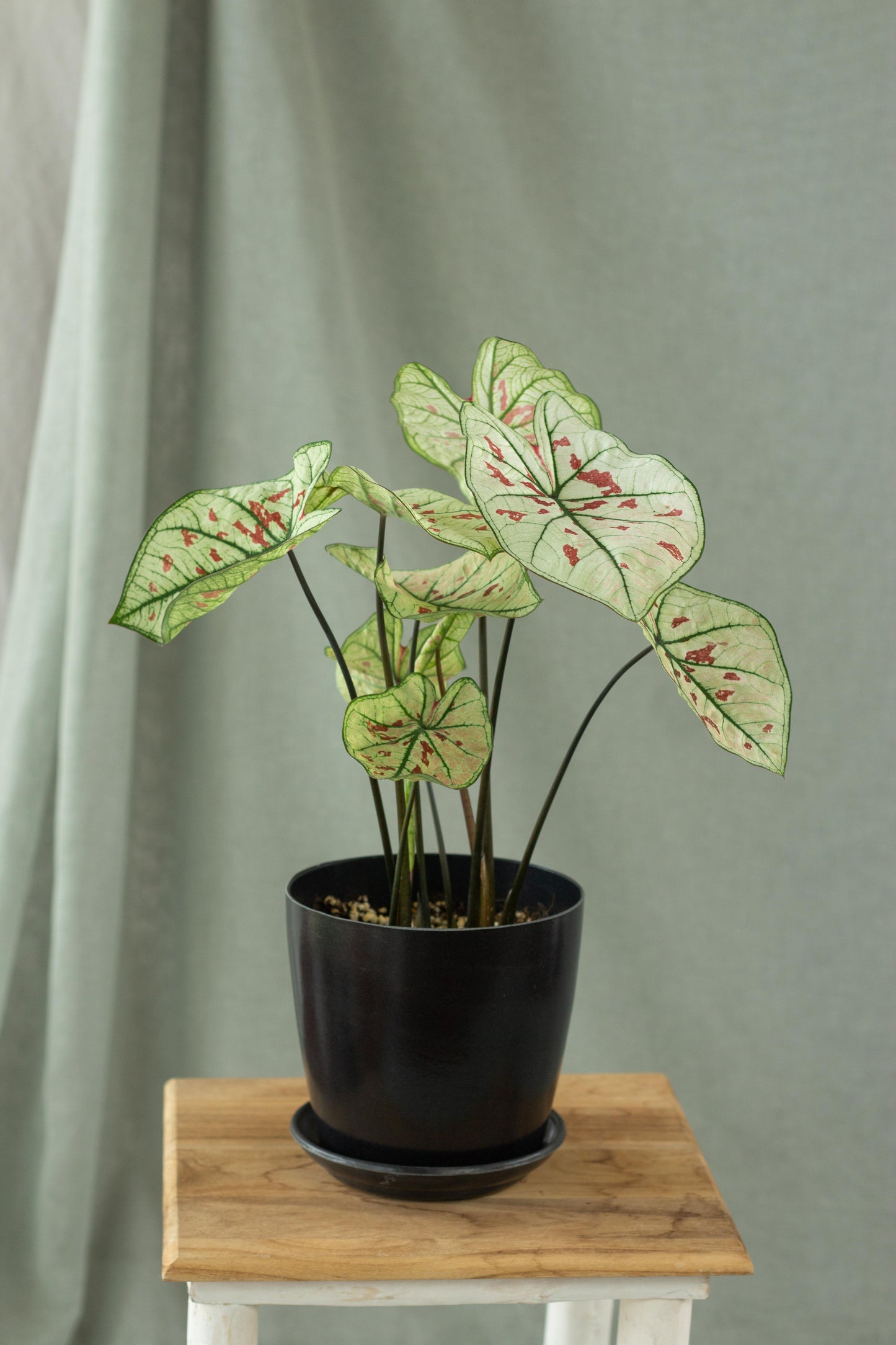 Caladium Strawberry Star