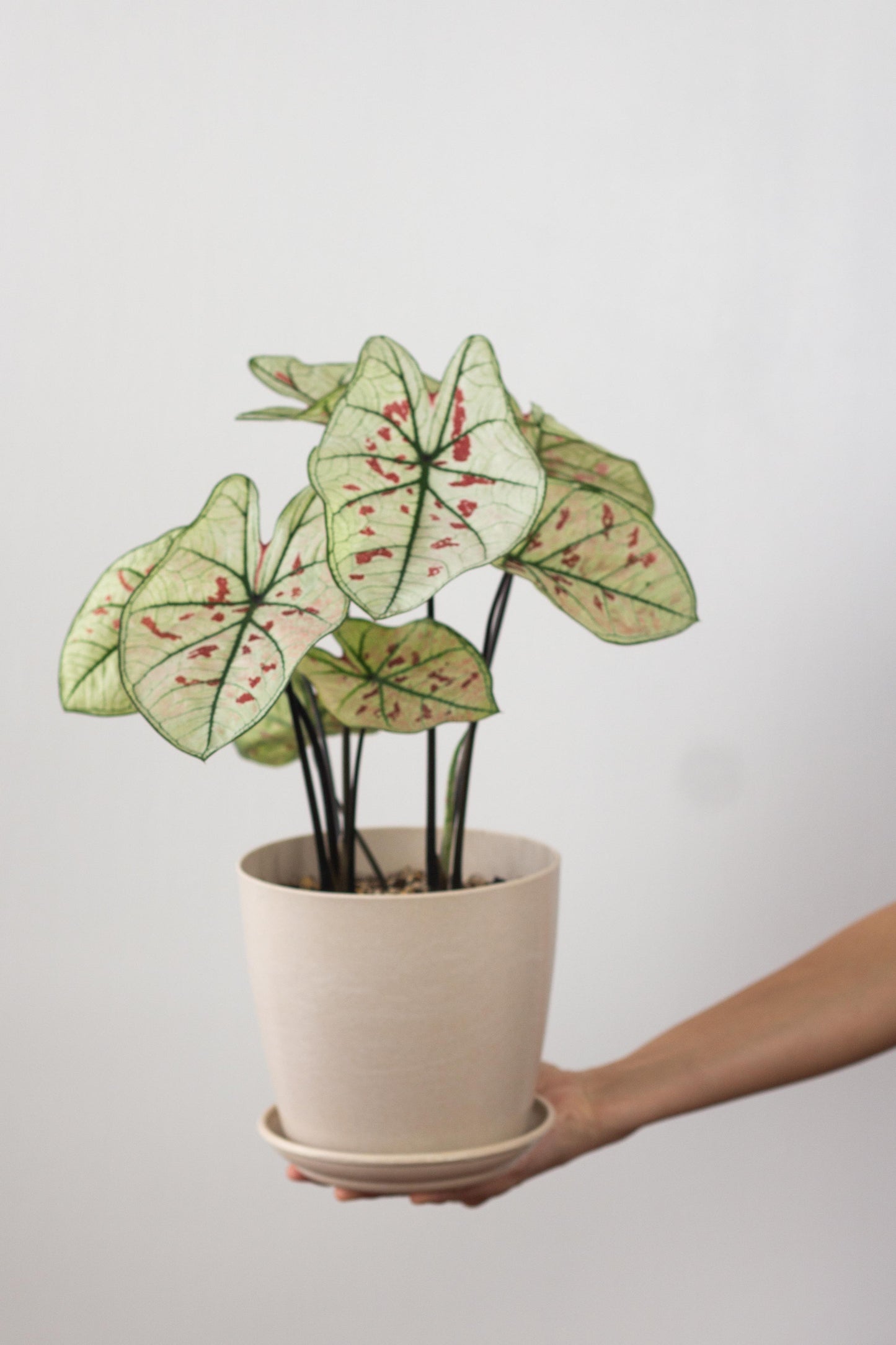 Caladium Strawberry Star