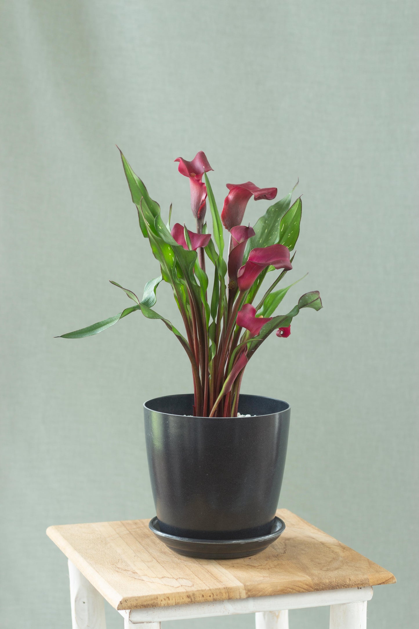 Calla Lily
