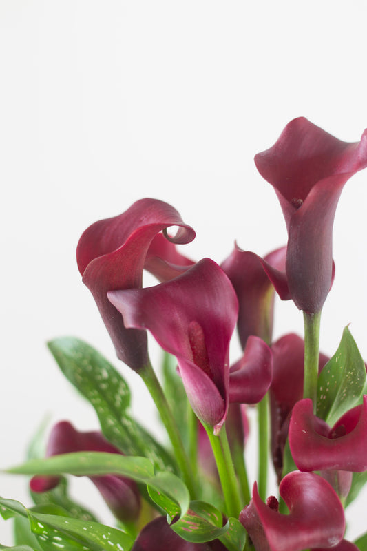 Calla Lily