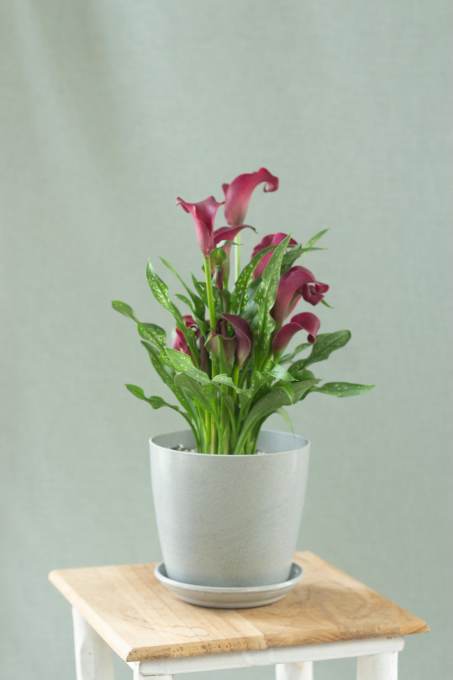 Calla Lily