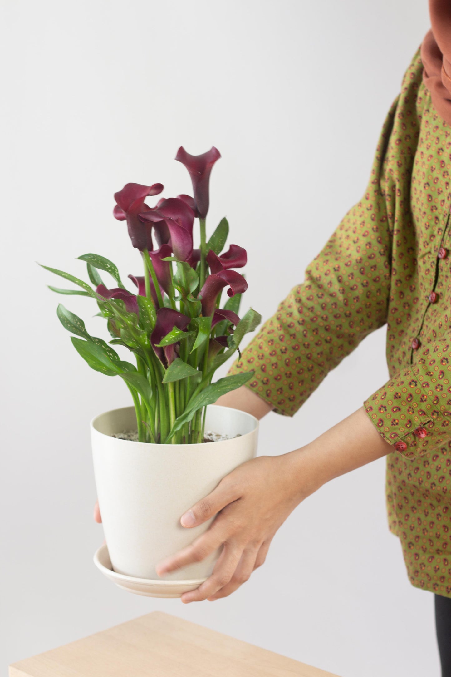 Calla Lily