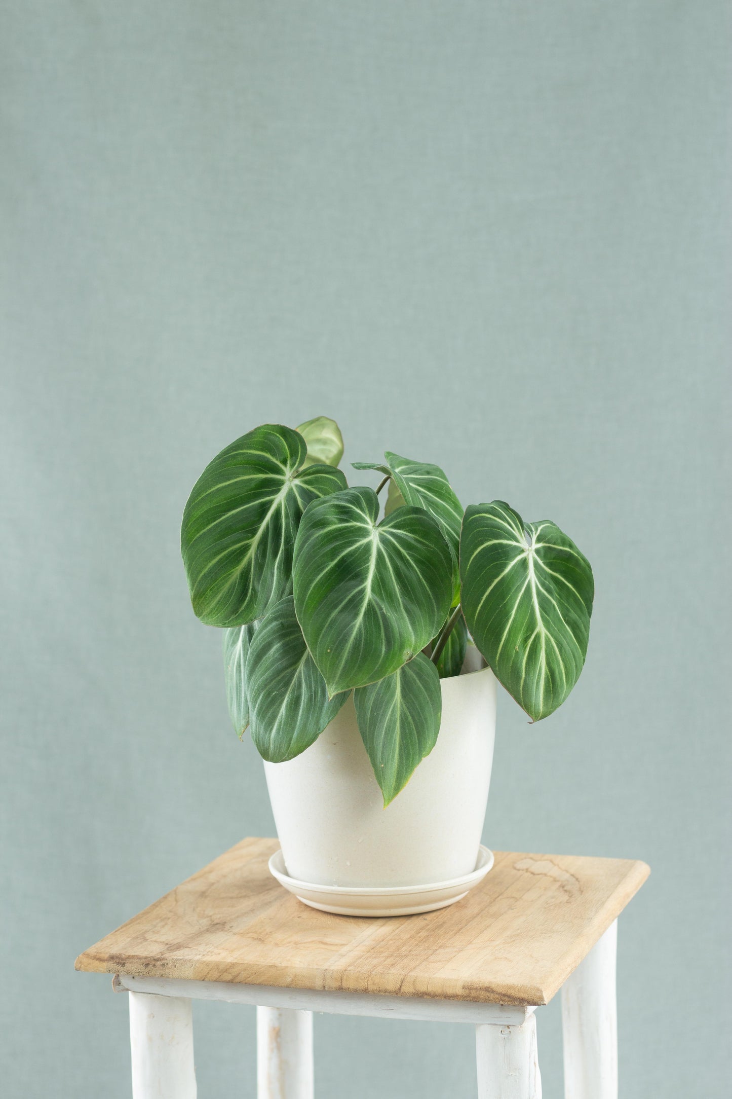 Philodendron Gloriosum