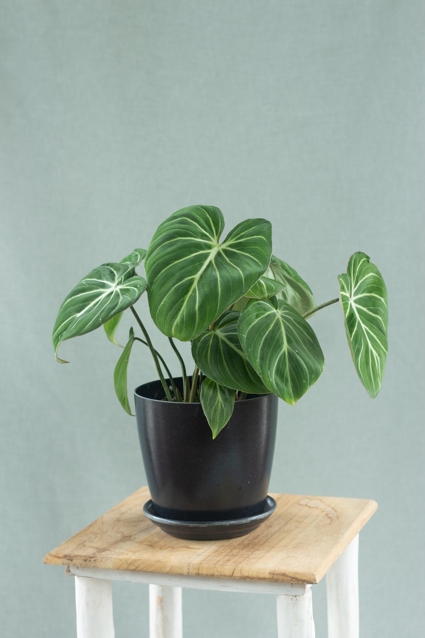 Philodendron Gloriosum