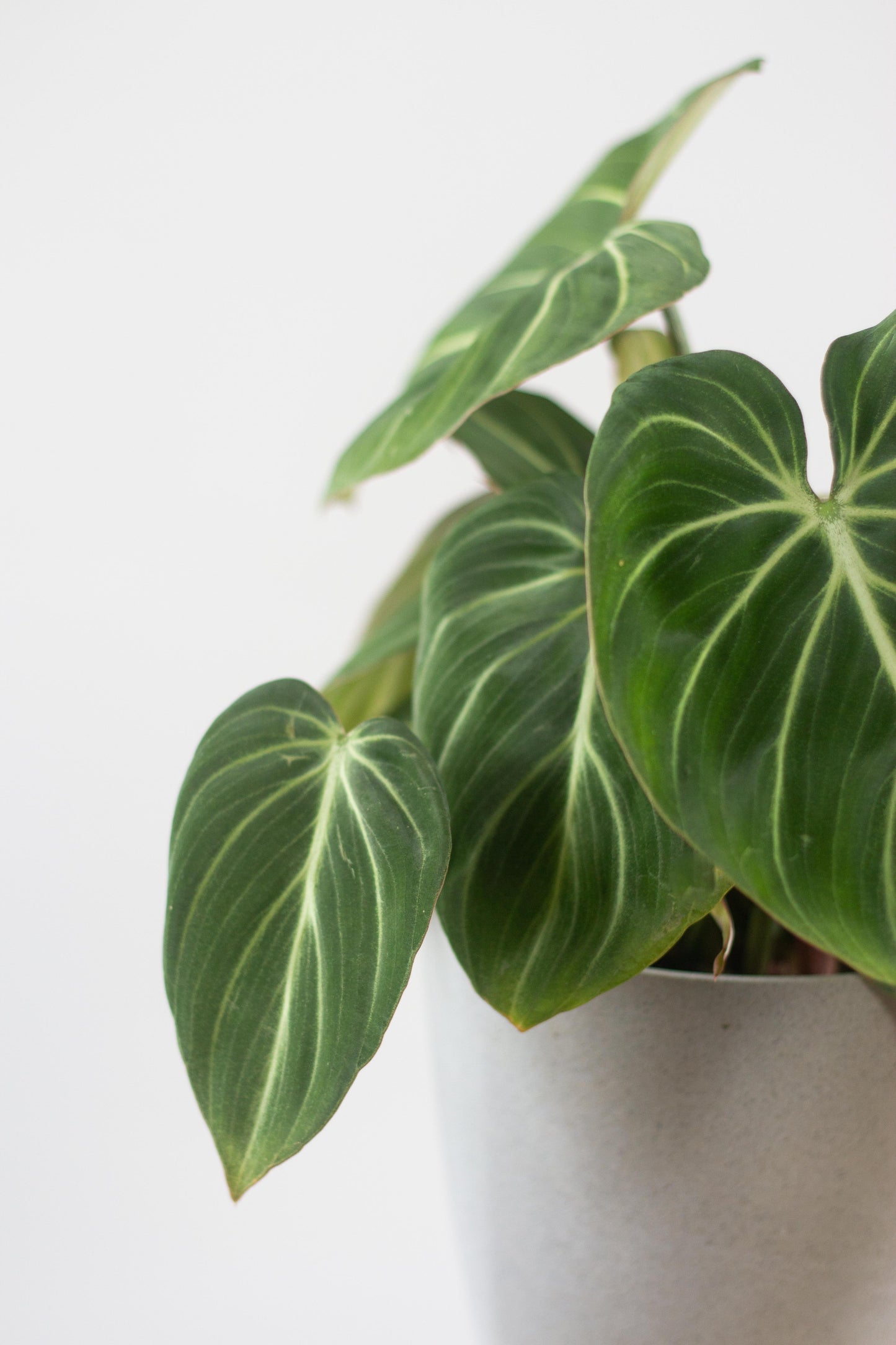 Closeup-Philodendron Gloriosum