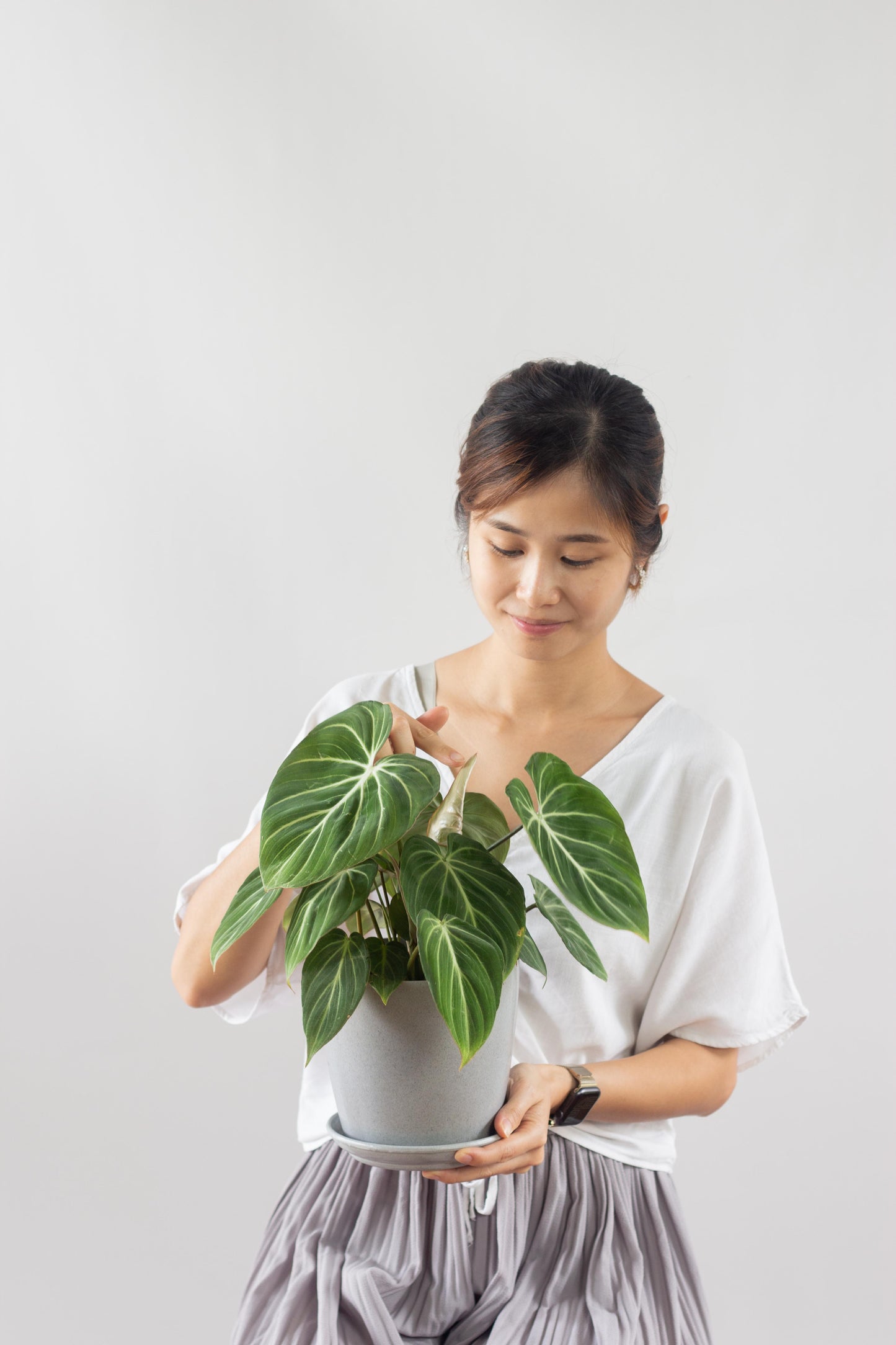 Philodendron Gloriosum