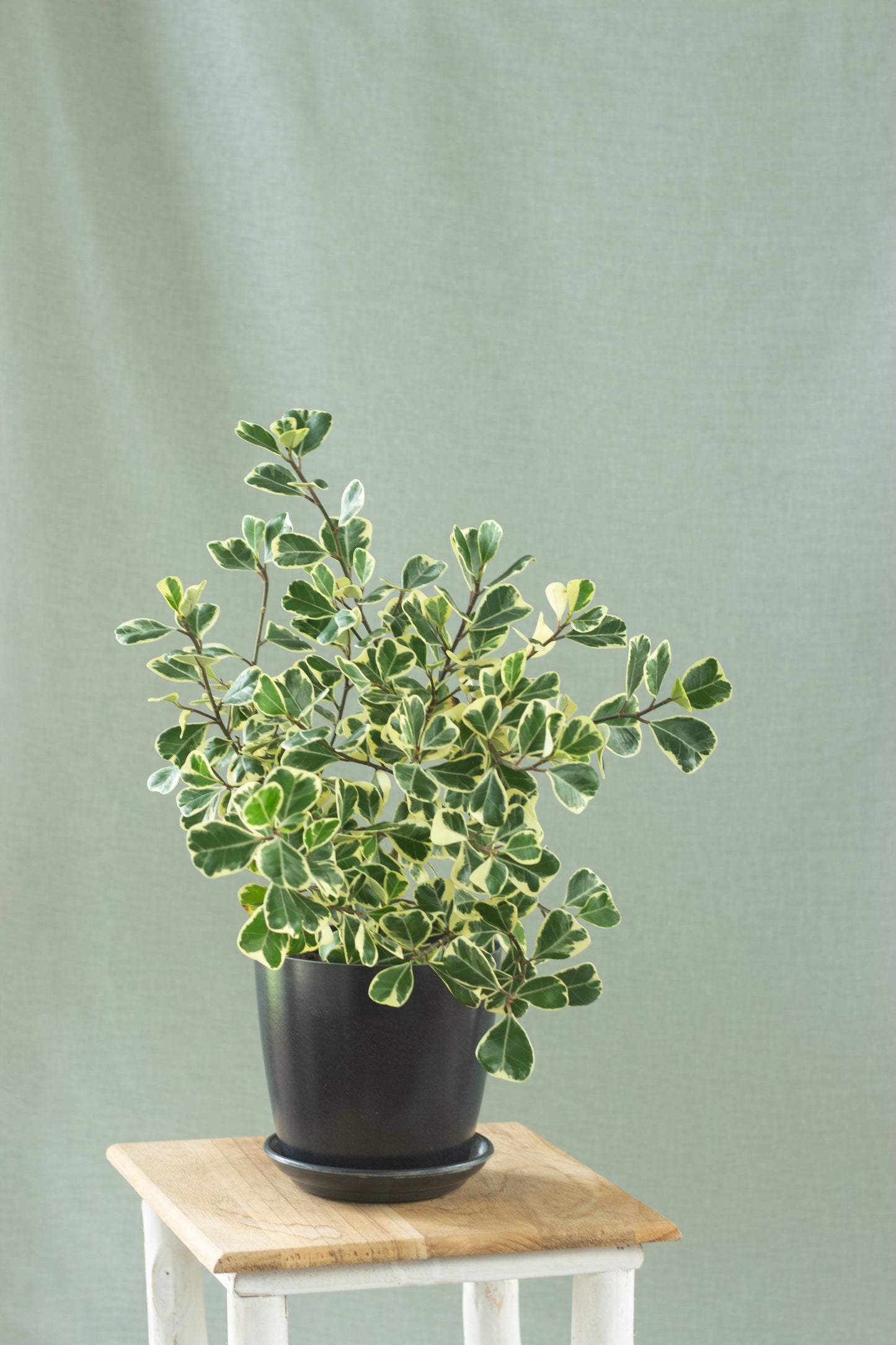 Ficus Deltoidea Variegata