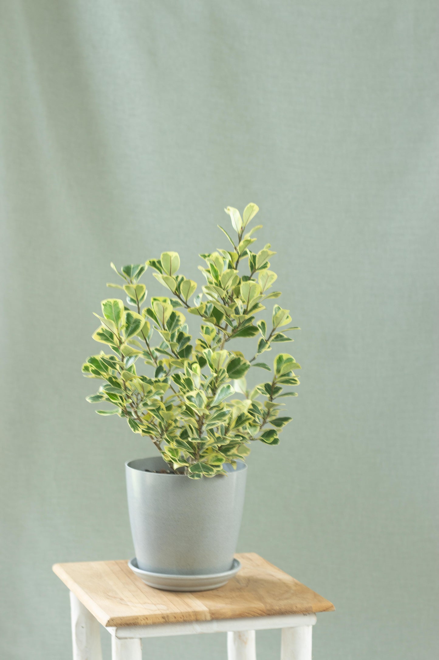 Ficus Deltoidea Variegata