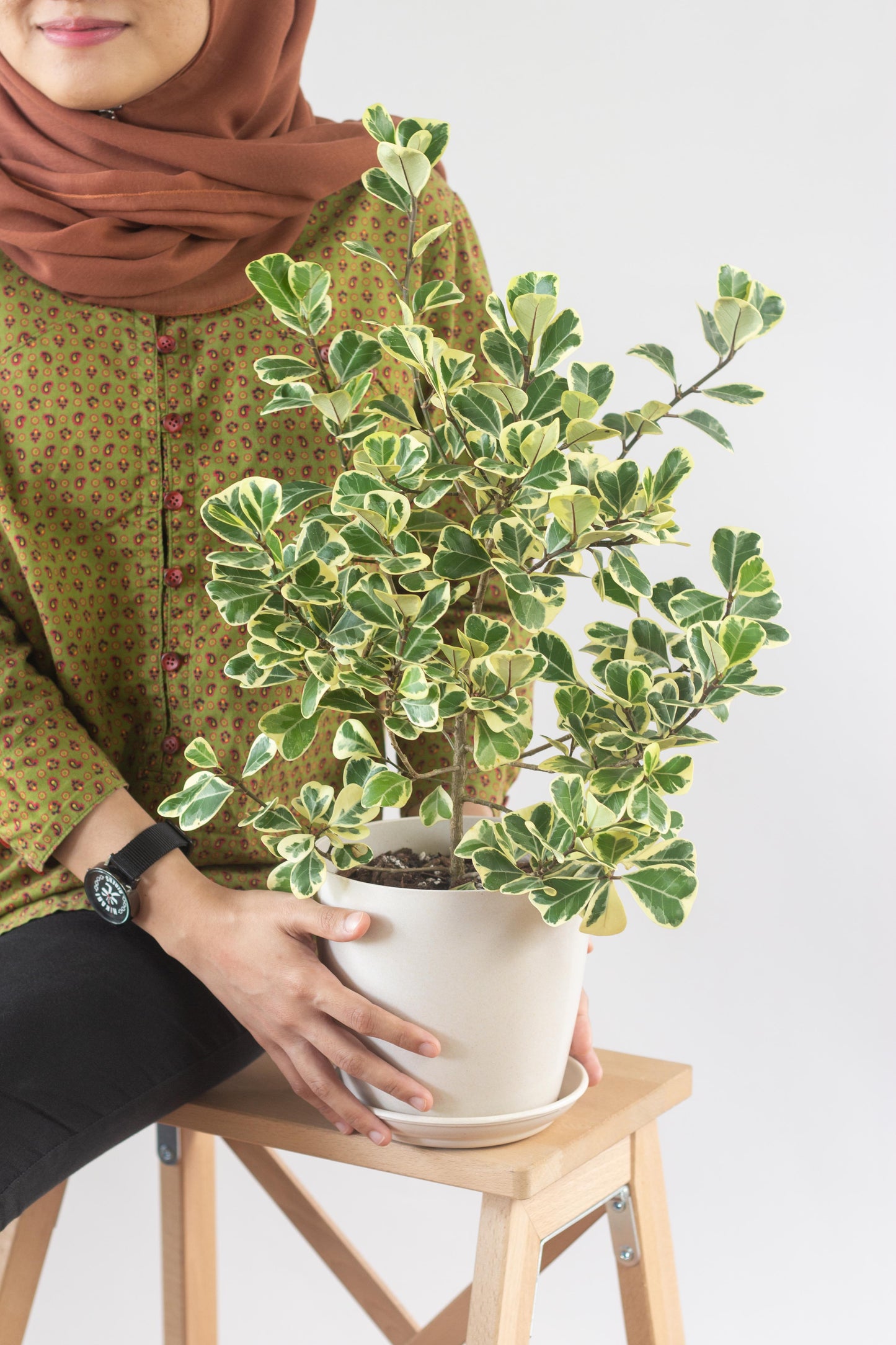 Ficus Deltoidea Variegata