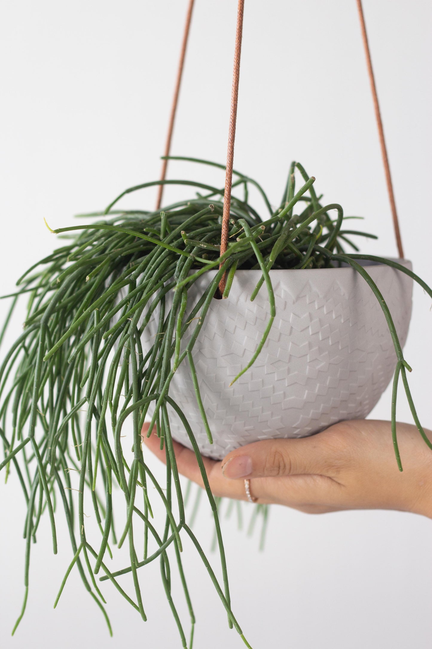 Mistletoe Cactus