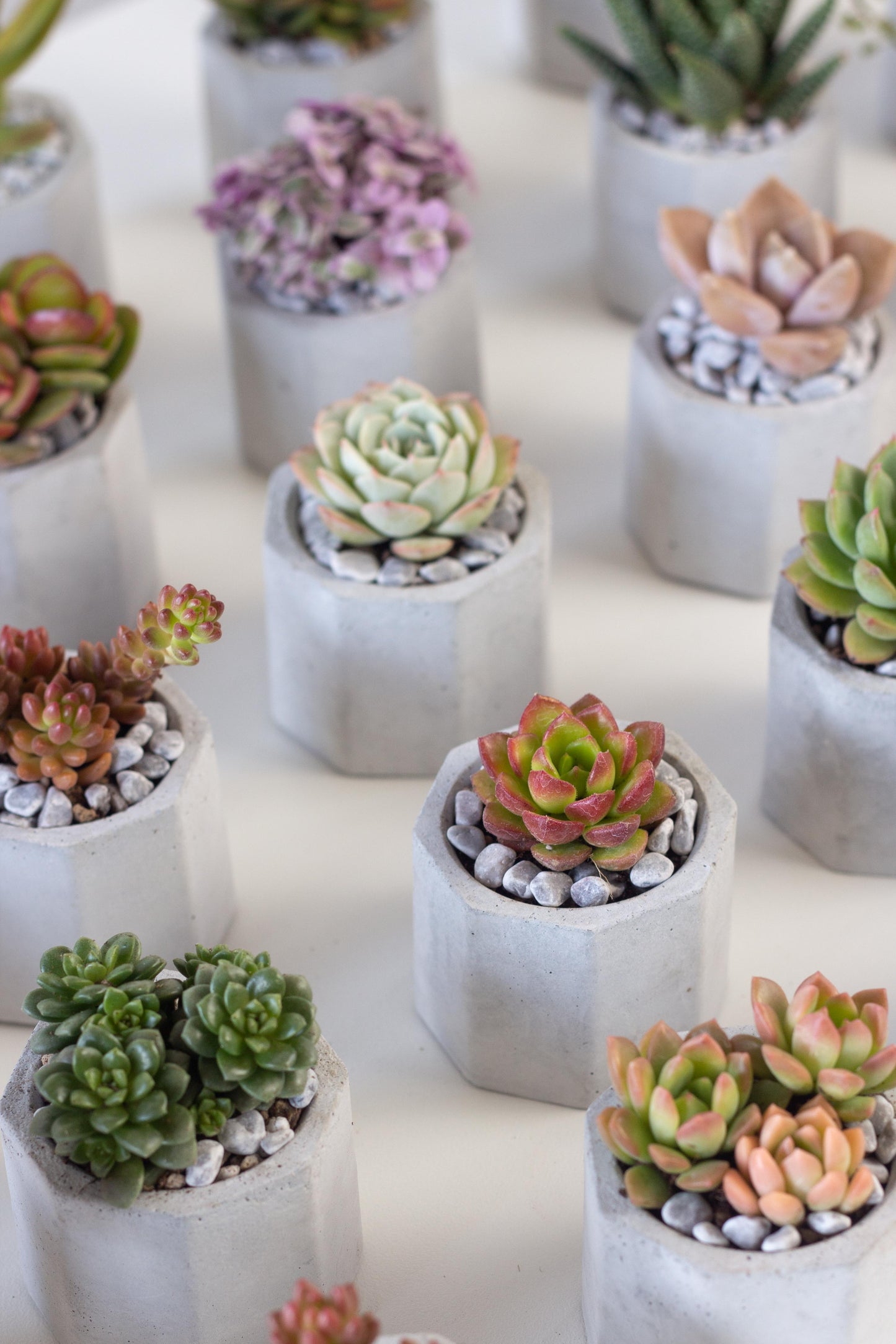 Succulent Bundle