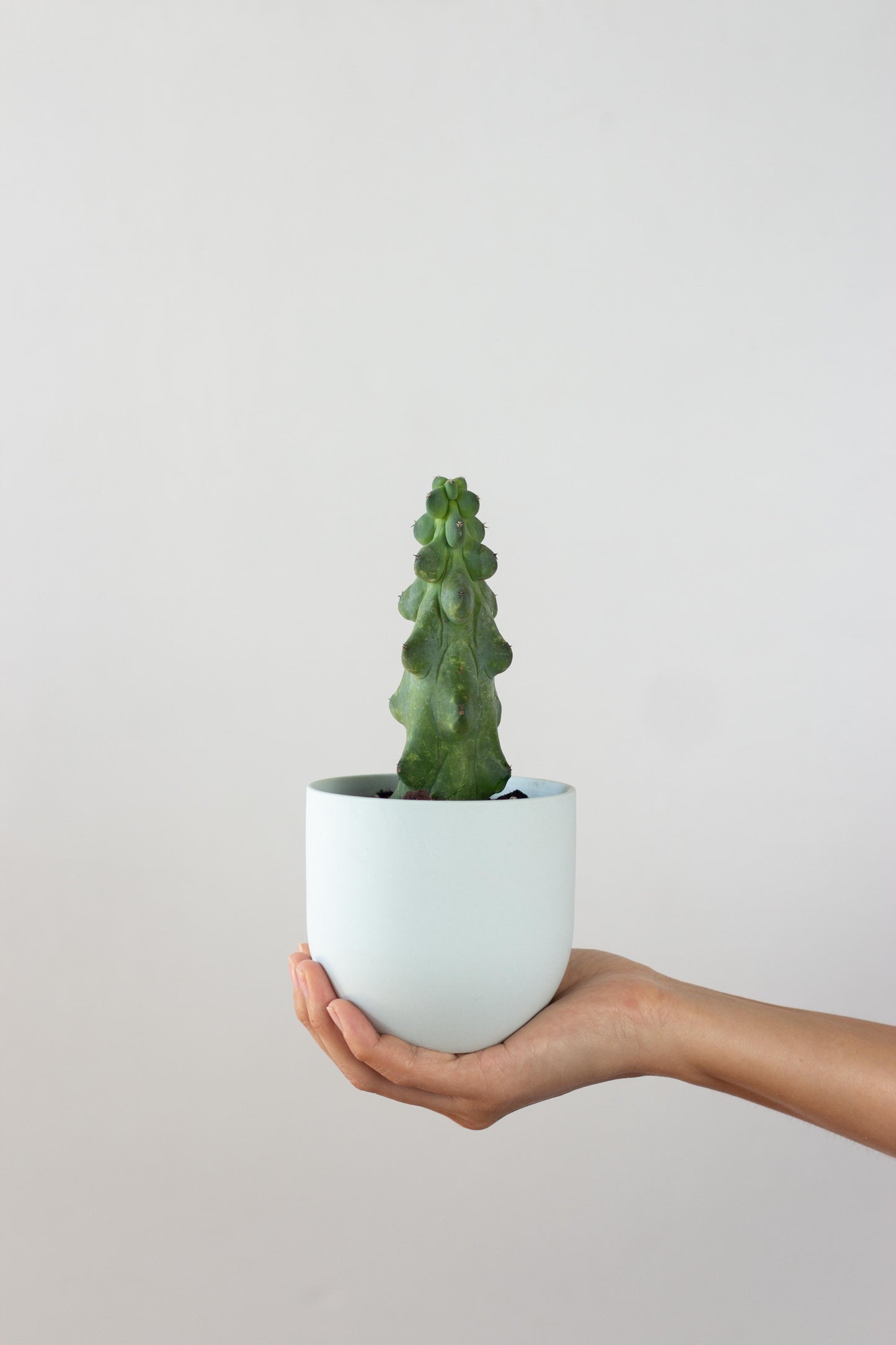Booby Cactus