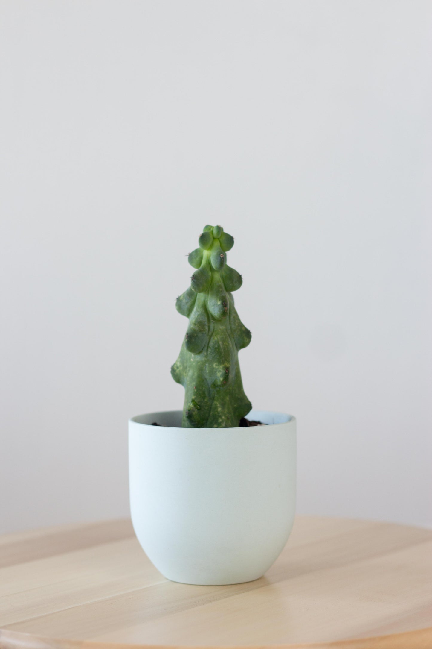 Booby Cactus