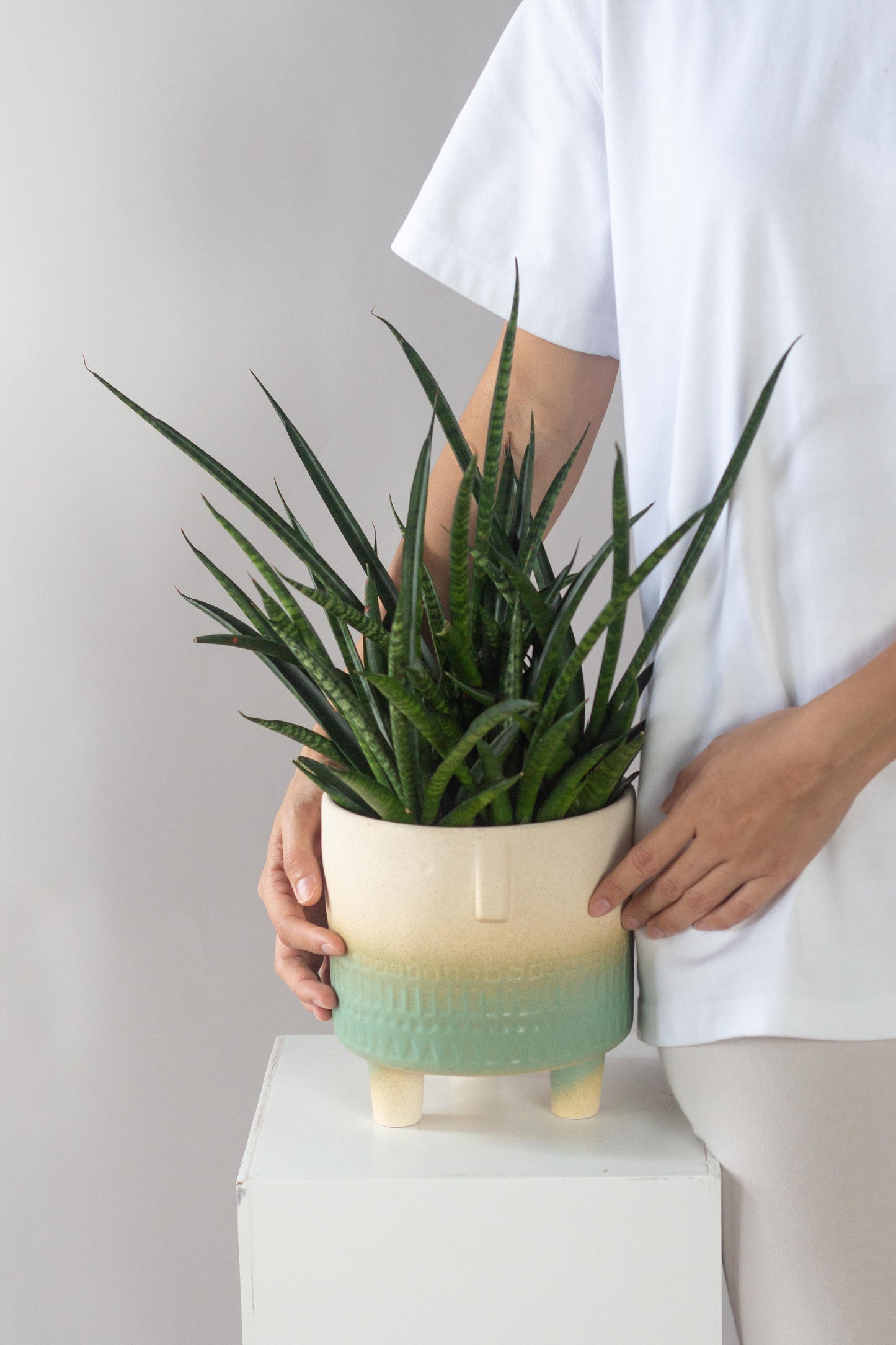 Sansevieria Fernwood